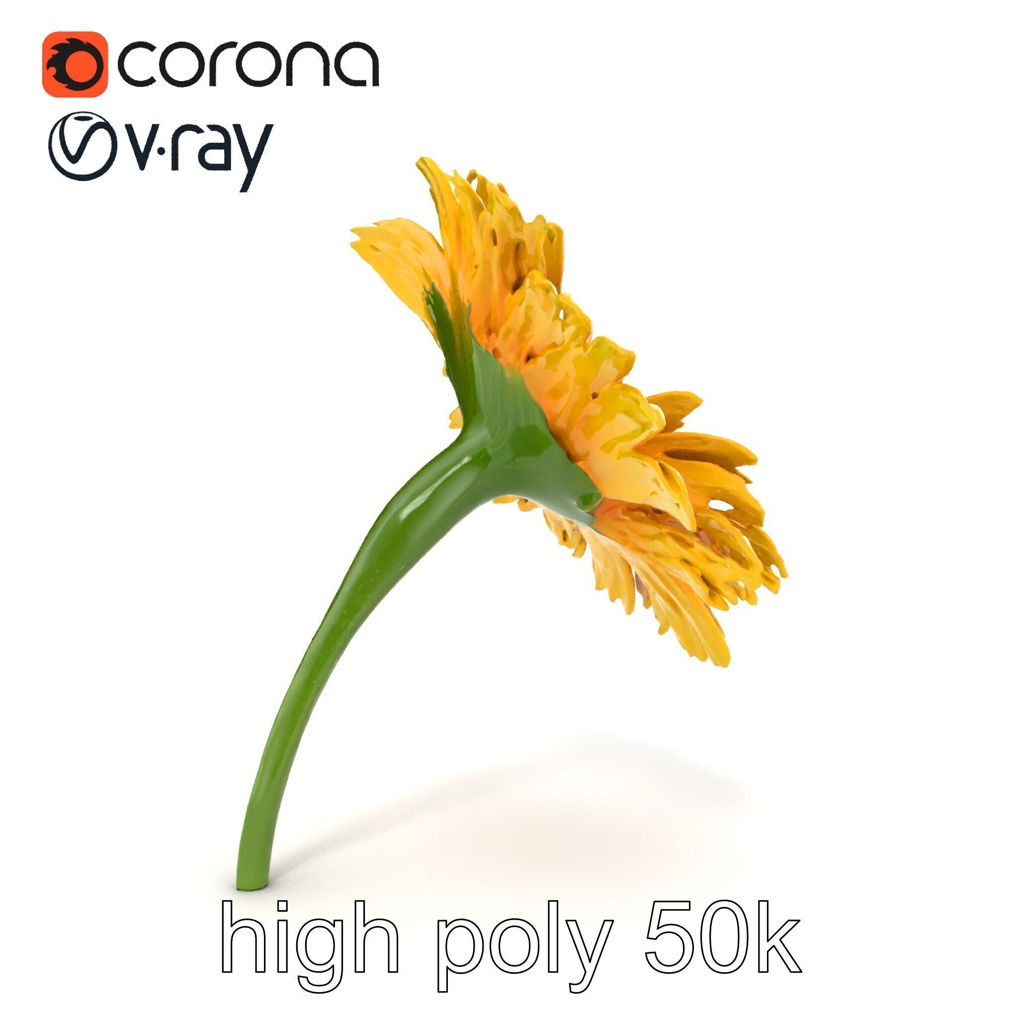 Leucanthemum Yellow Flower Model Pack Low-poly 3D model_19