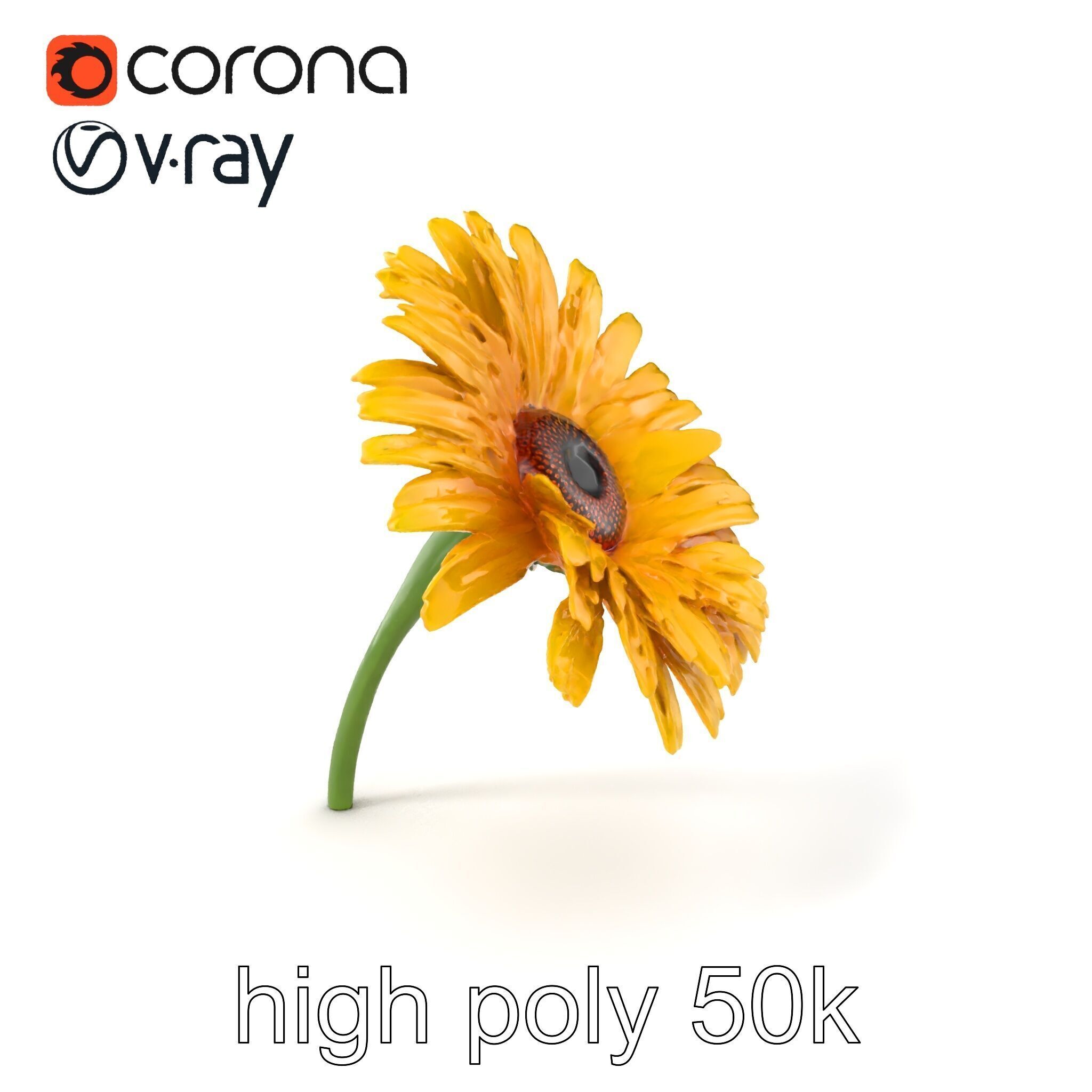 Leucanthemum Yellow Flower Model Pack Low-poly 3D model_2