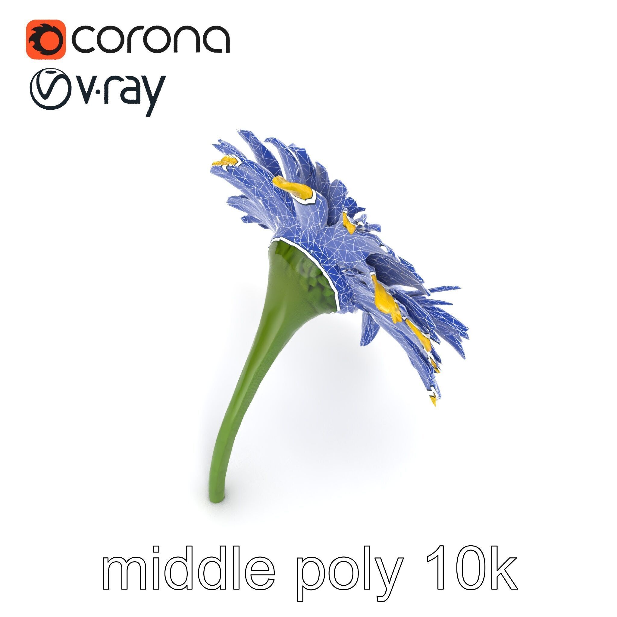 Leucanthemum Yellow Flower Model Pack Low-poly 3D model_25