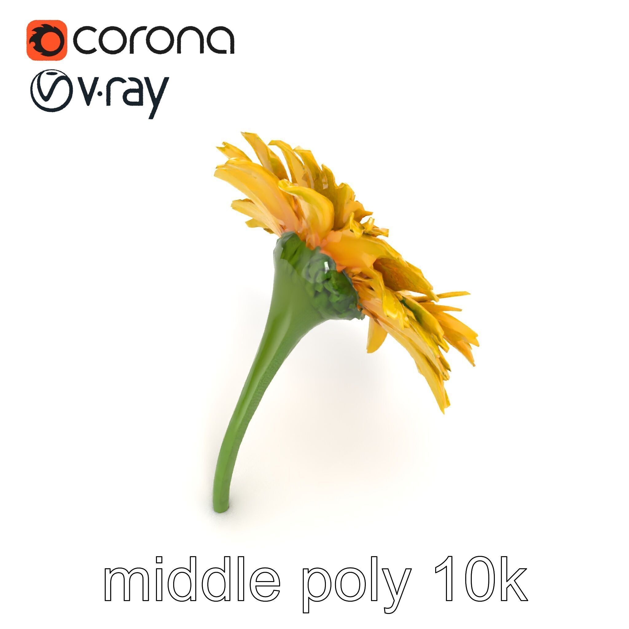 Leucanthemum Yellow Flower Model Pack Low-poly 3D model_11