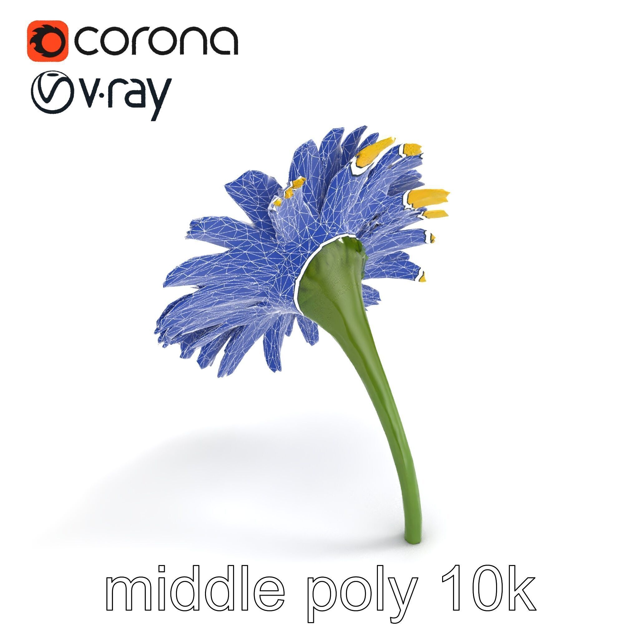 Leucanthemum Yellow Flower Model Pack Low-poly 3D model_20