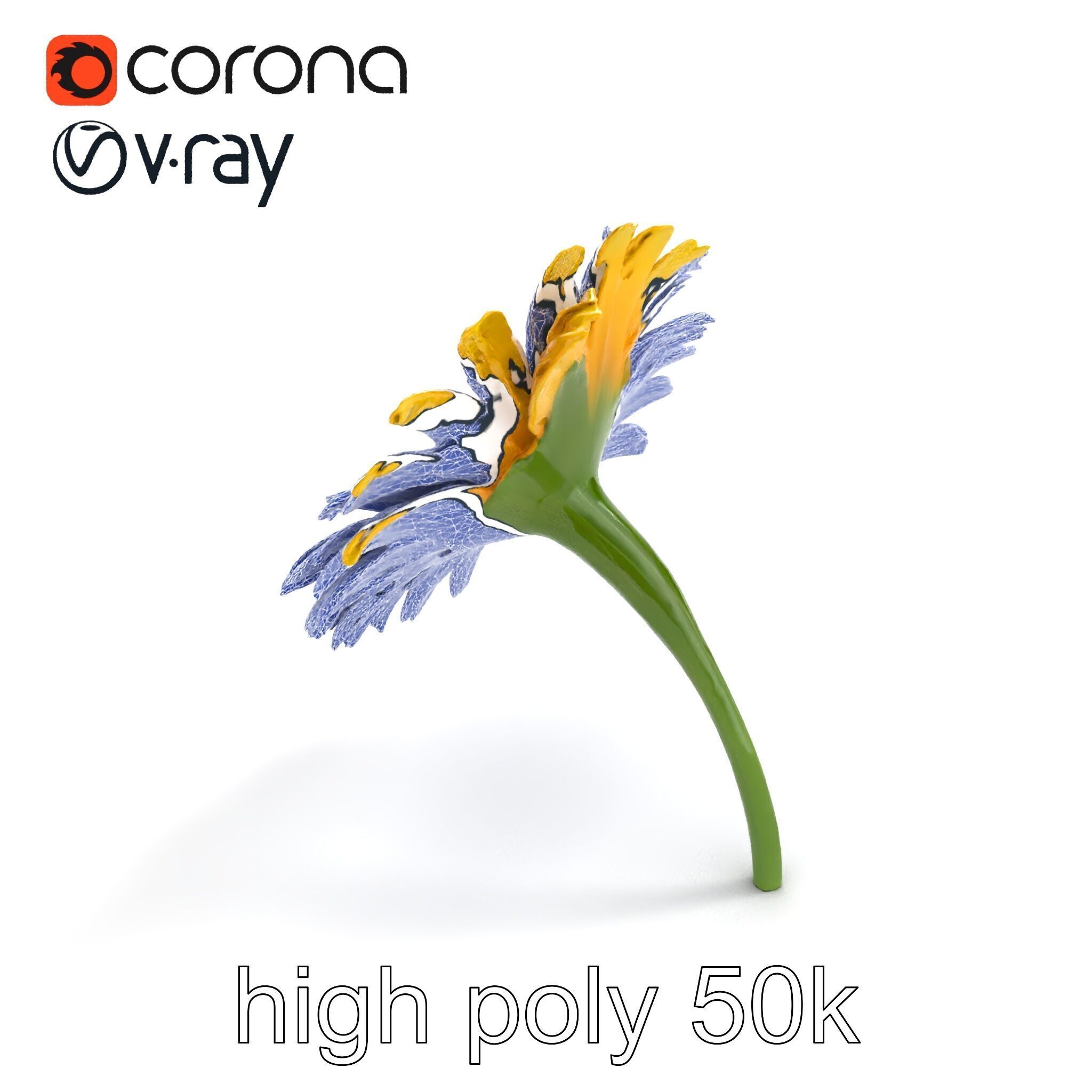 Leucanthemum Yellow Flower Model Pack Low-poly 3D model_30
