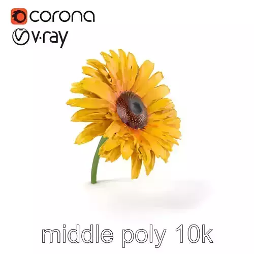 Leucanthemum Yellow Flower Model Pack Low-poly 3D model