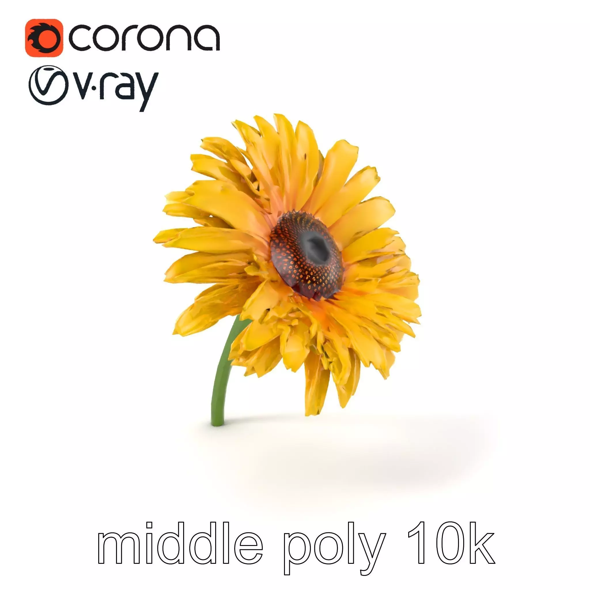 Leucanthemum Yellow Flower Model Pack Low-poly 3D model_0