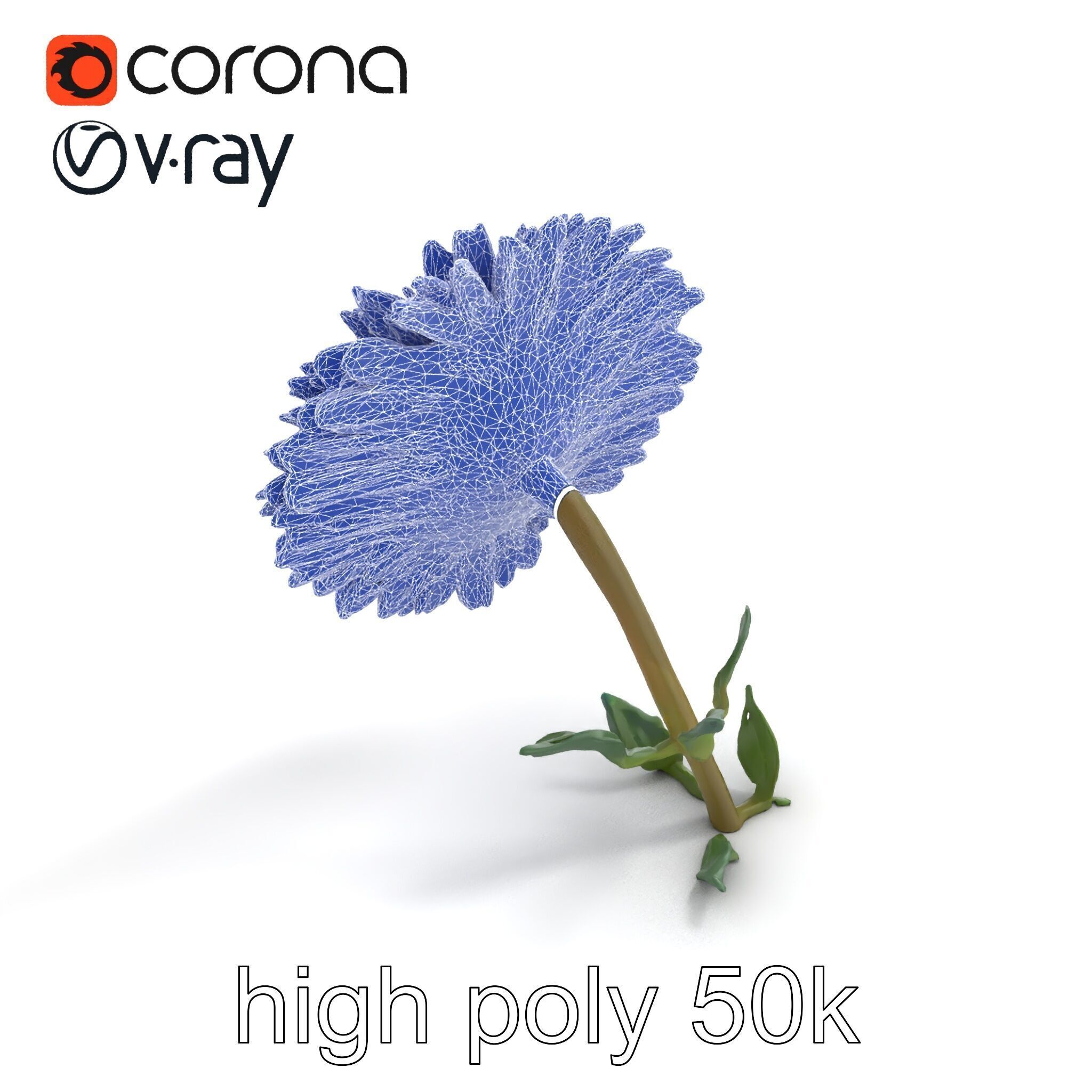 Leucanthemum Double Petals Flower Model Pack Low-poly 3D model_29