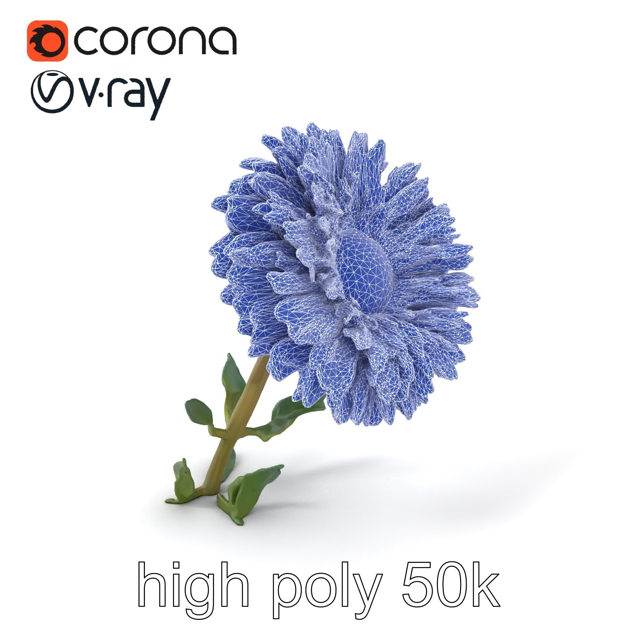 Leucanthemum Double Petals Flower Model Pack Low-poly 3D model_10