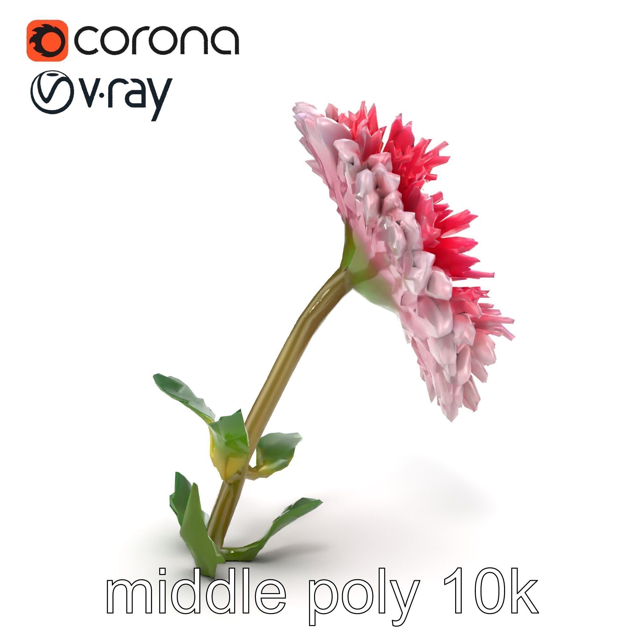 Leucanthemum Double Petals Flower Model Pack Low-poly 3D model_32