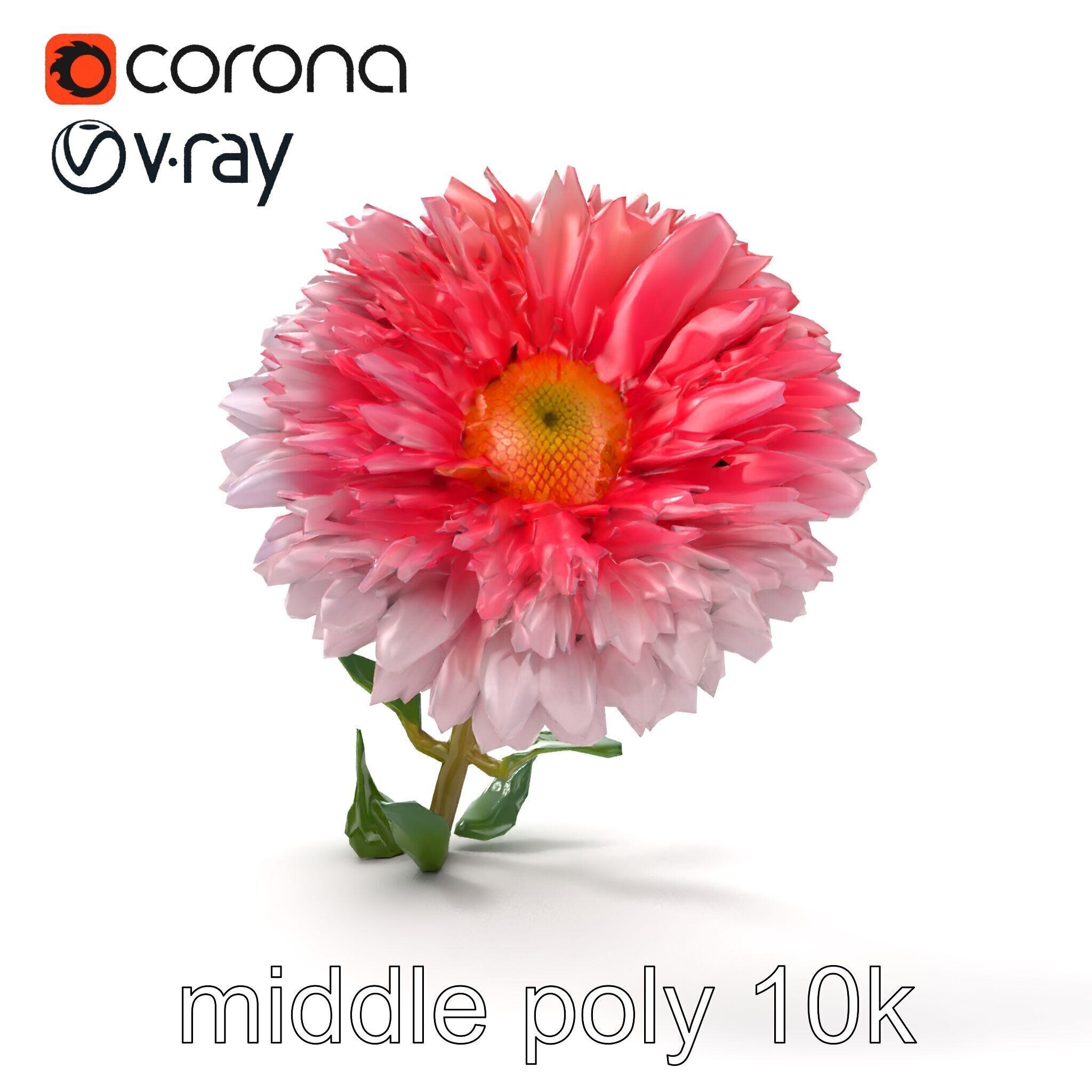 Leucanthemum Double Petals Flower Model Pack Low-poly 3D model_15