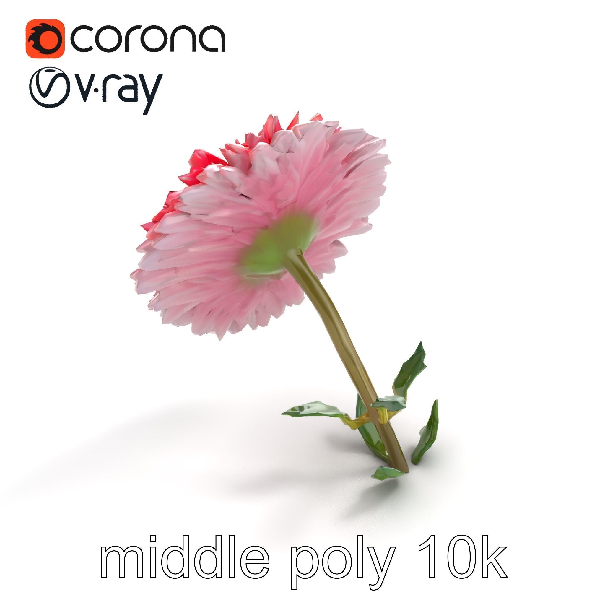 Leucanthemum Double Petals Flower Model Pack Low-poly 3D model_8