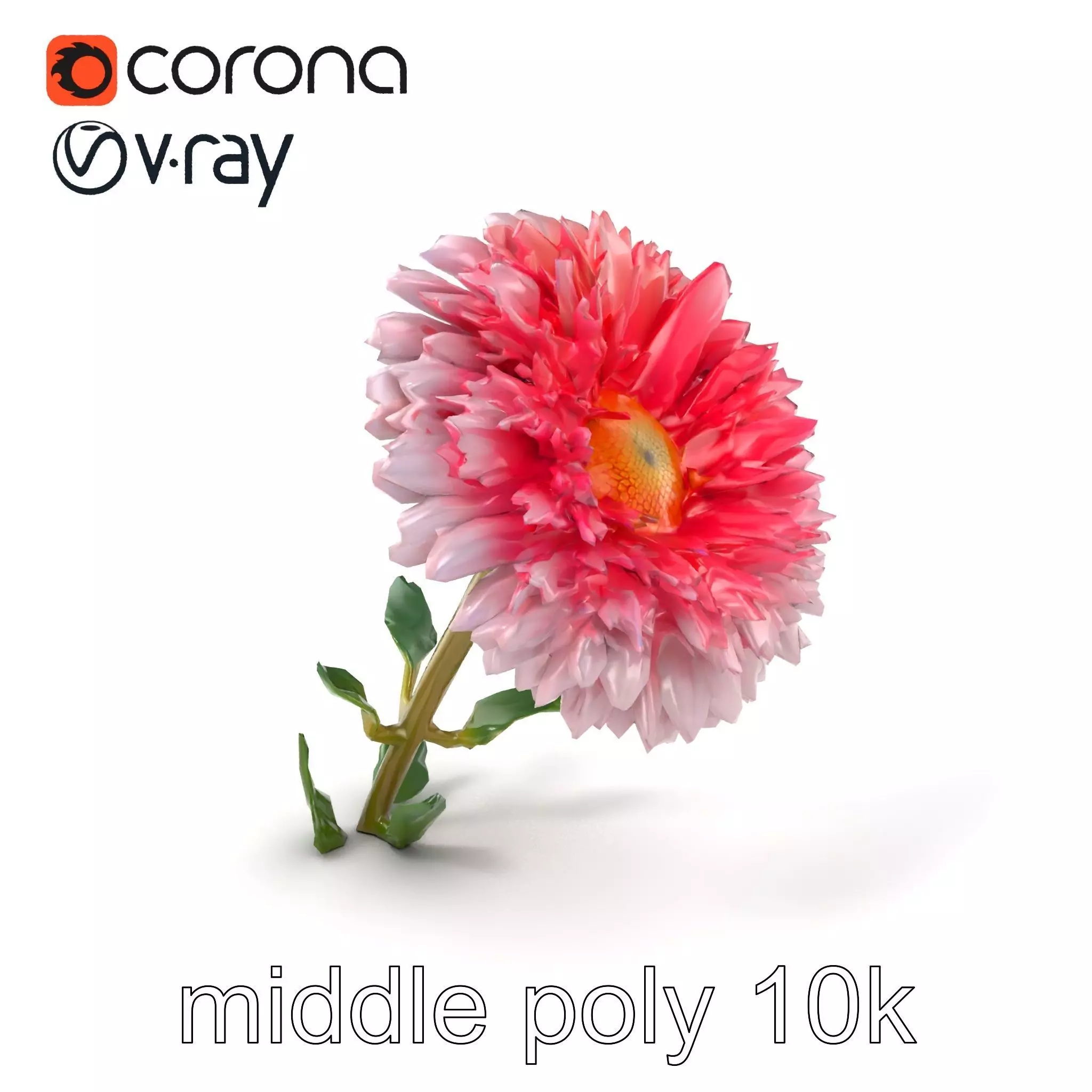 Leucanthemum Double Petals Flower Model Pack Low-poly 3D model_0