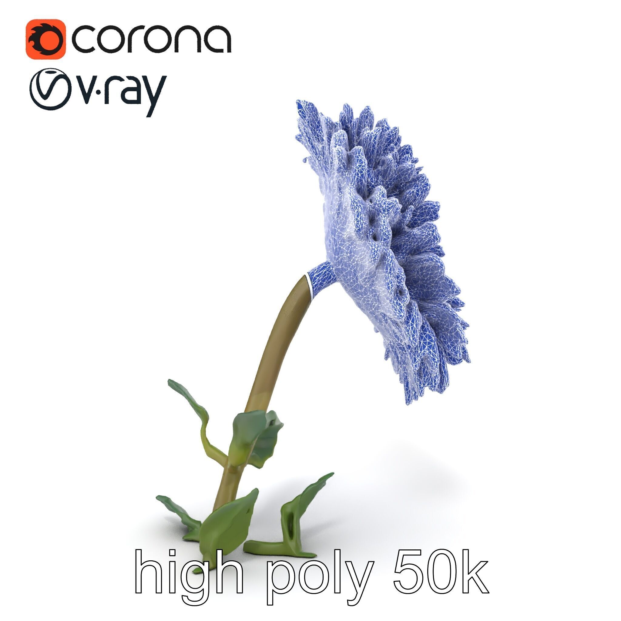 Leucanthemum Double Petals Flower Model Pack Low-poly 3D model_22