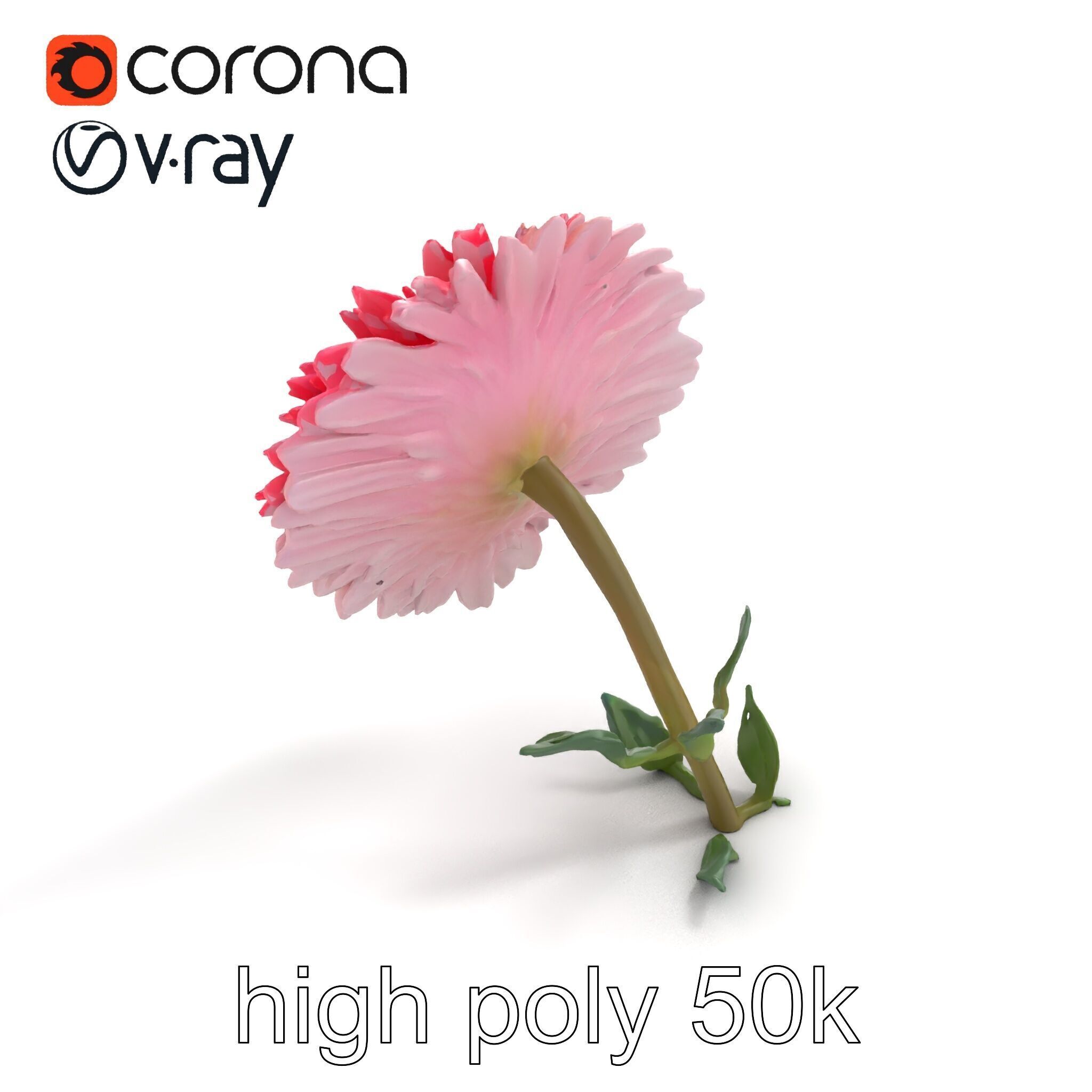 Leucanthemum Double Petals Flower Model Pack Low-poly 3D model_20