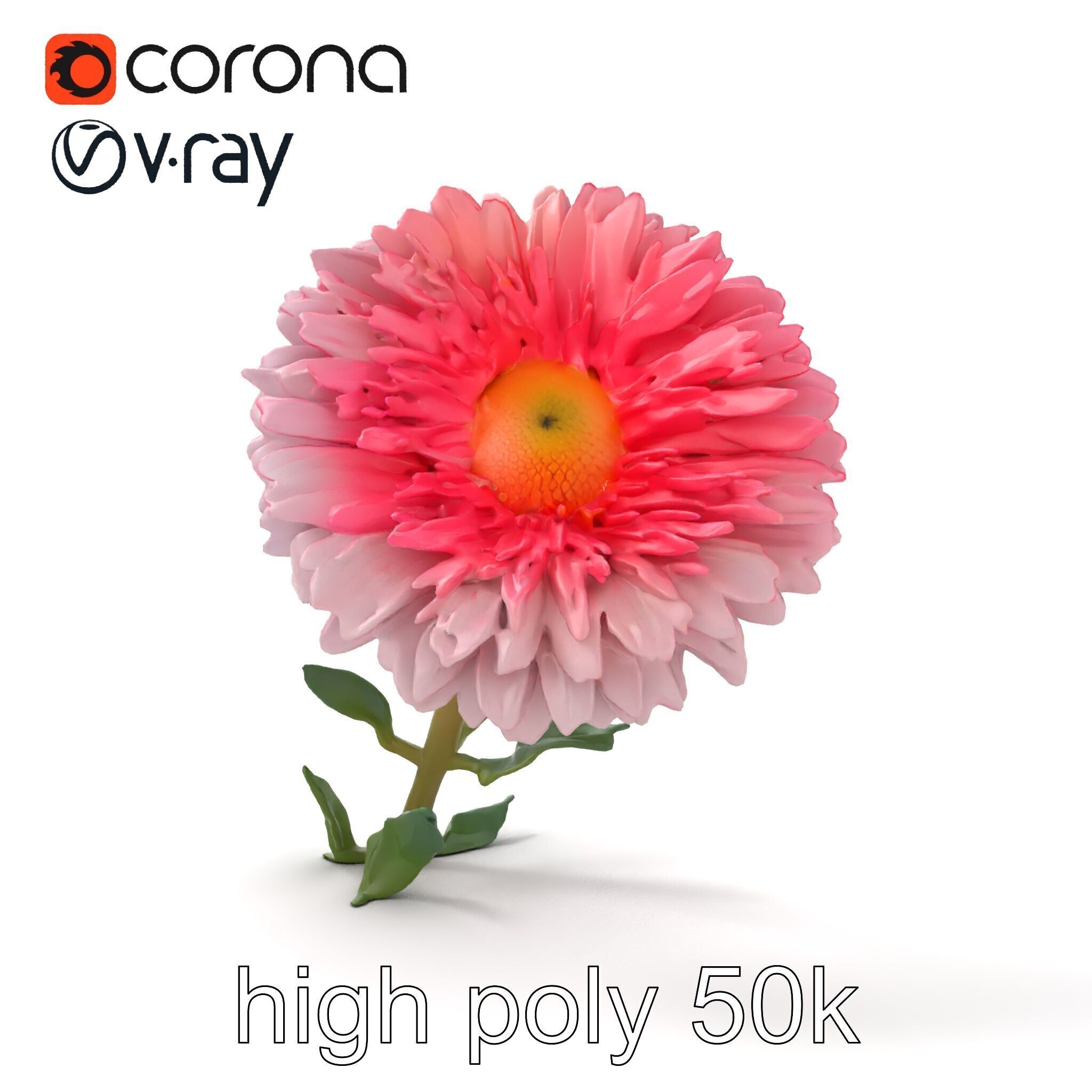 Leucanthemum Double Petals Flower Model Pack Low-poly 3D model_30