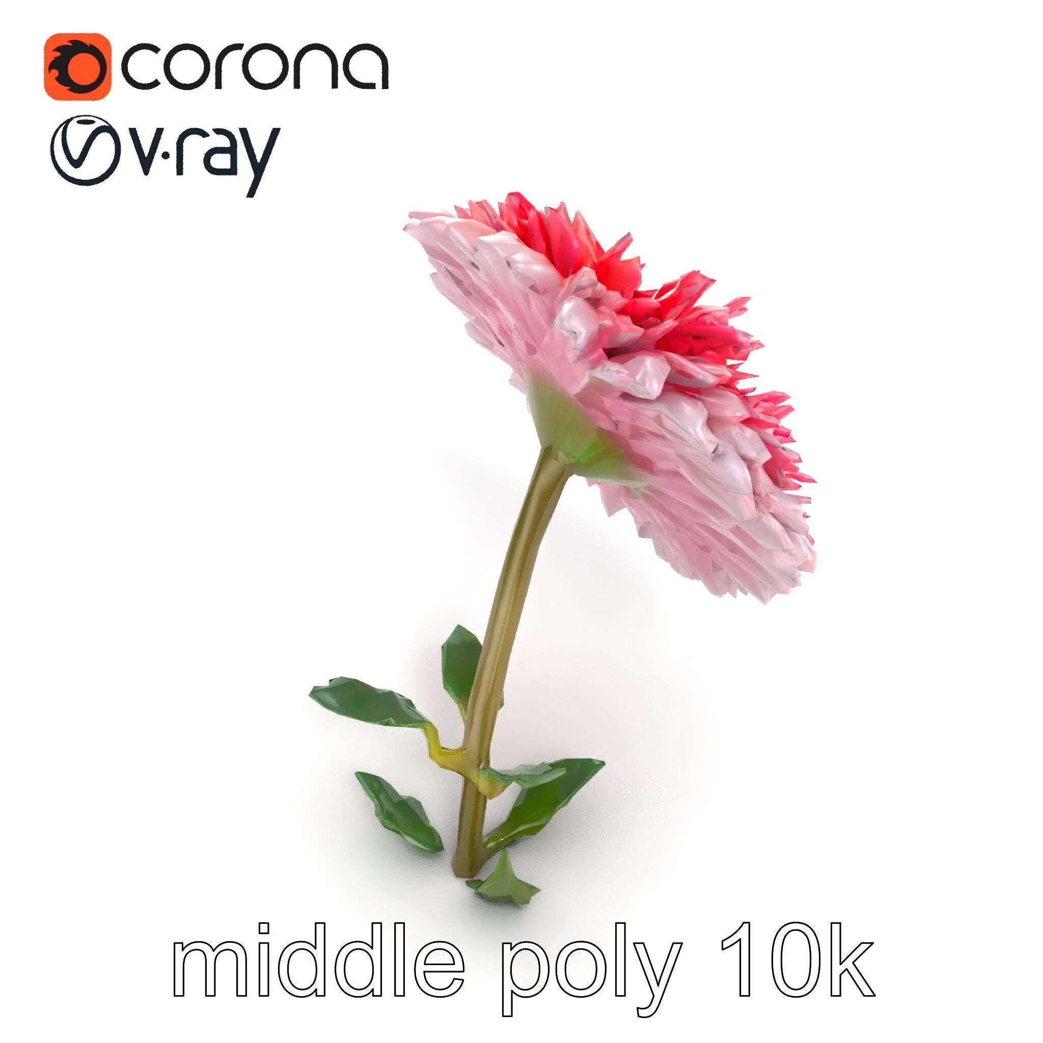 Leucanthemum Double Petals Flower Model Pack Low-poly 3D model_11