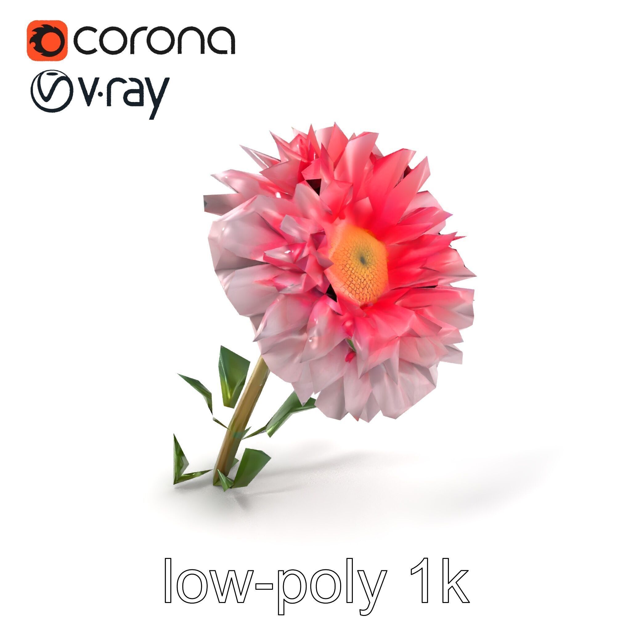 Leucanthemum Double Petals Flower Model Pack Low-poly 3D model_5
