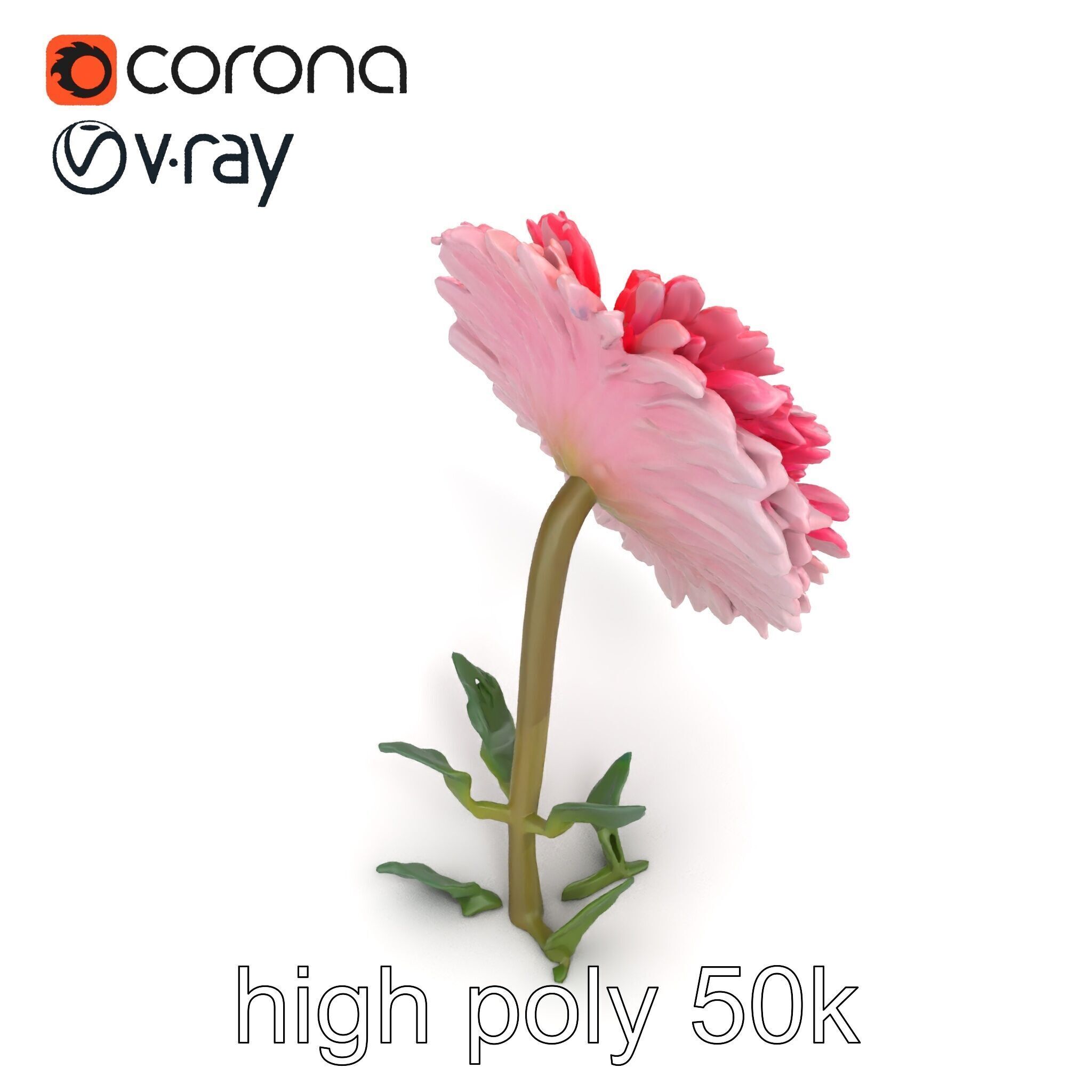Leucanthemum Double Petals Flower Model Pack Low-poly 3D model_21