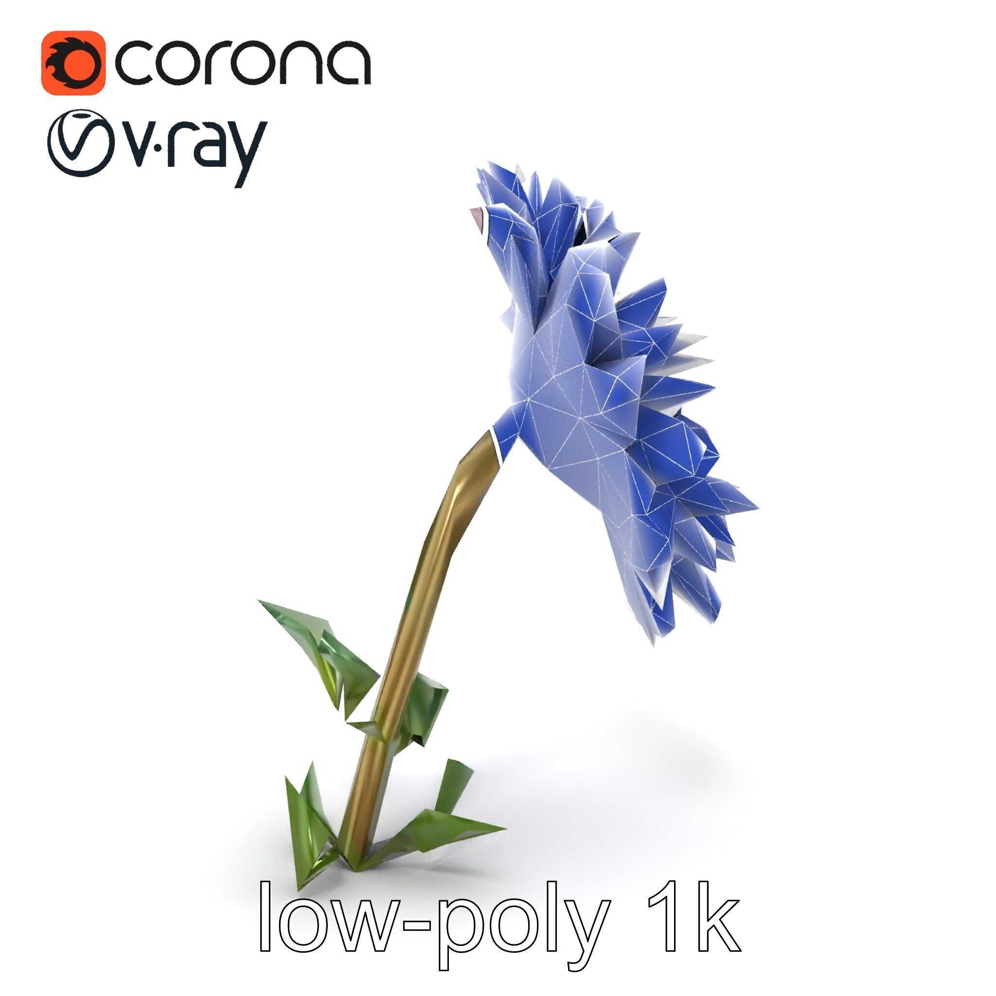 Leucanthemum Double Petals Flower Model Pack Low-poly 3D model_25