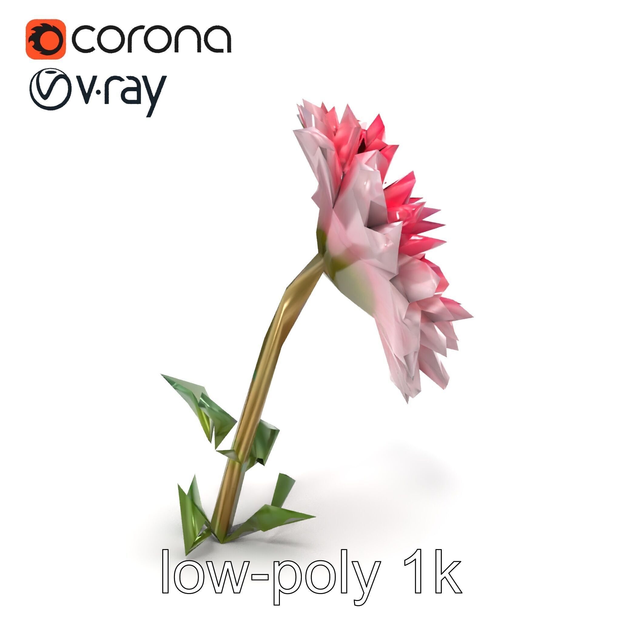 Leucanthemum Double Petals Flower Model Pack Low-poly 3D model_17