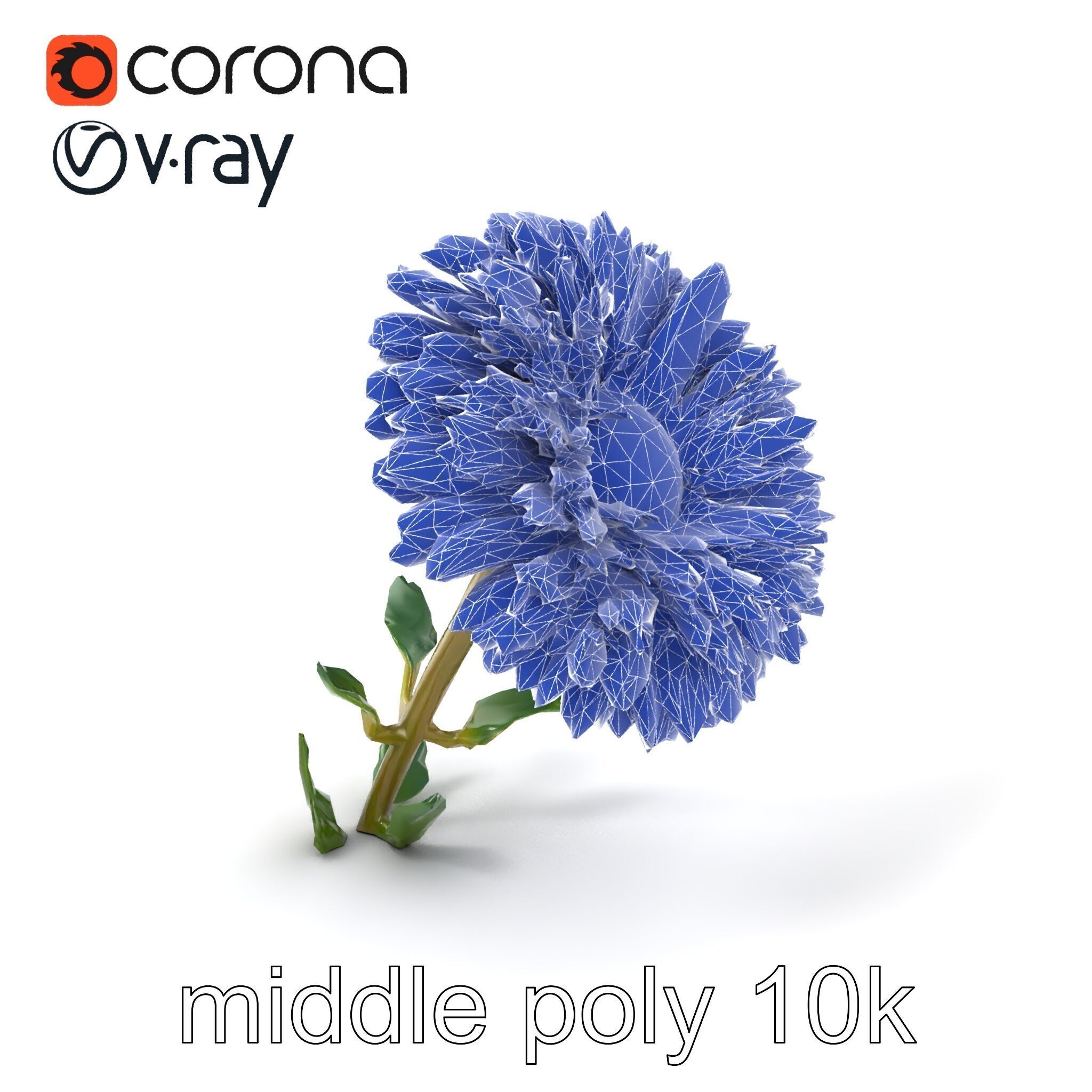 Leucanthemum Double Petals Flower Model Pack Low-poly 3D model_6