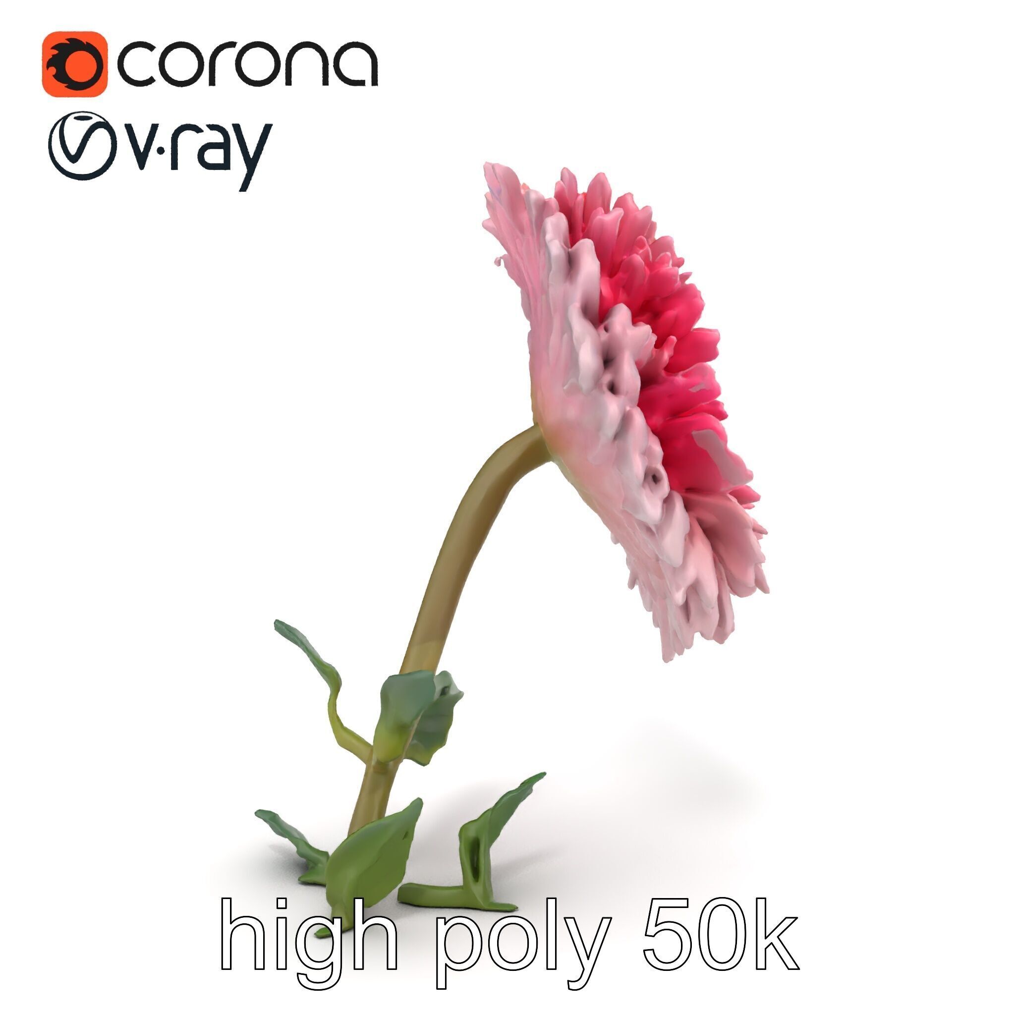 Leucanthemum Double Petals Flower Model Pack Low-poly 3D model_23