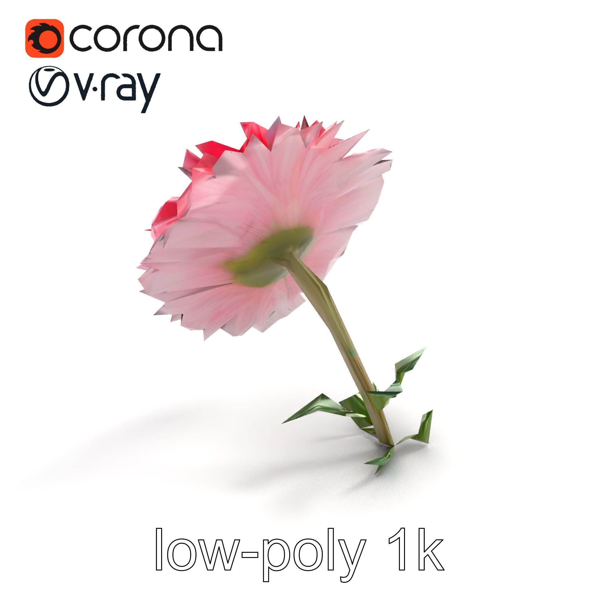 Leucanthemum Double Petals Flower Model Pack Low-poly 3D model_9