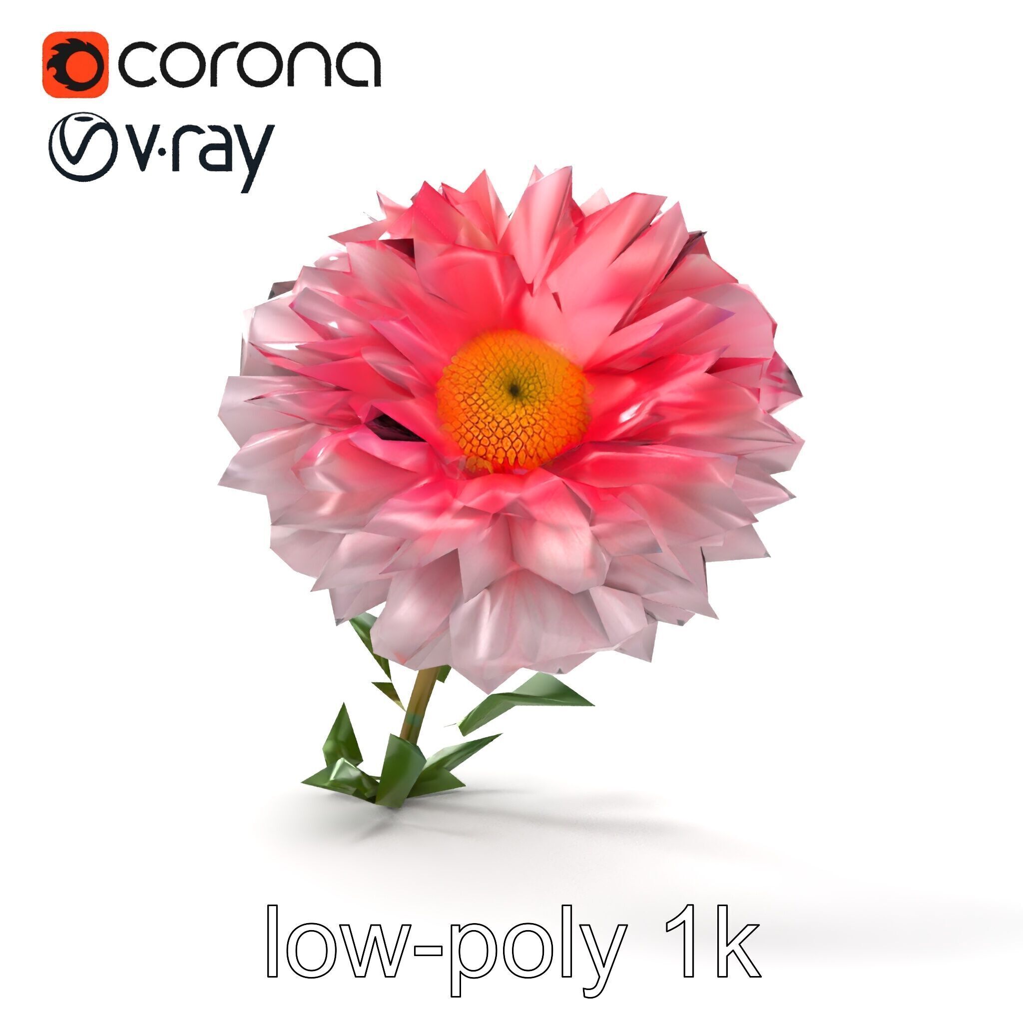 Leucanthemum Double Petals Flower Model Pack Low-poly 3D model_19