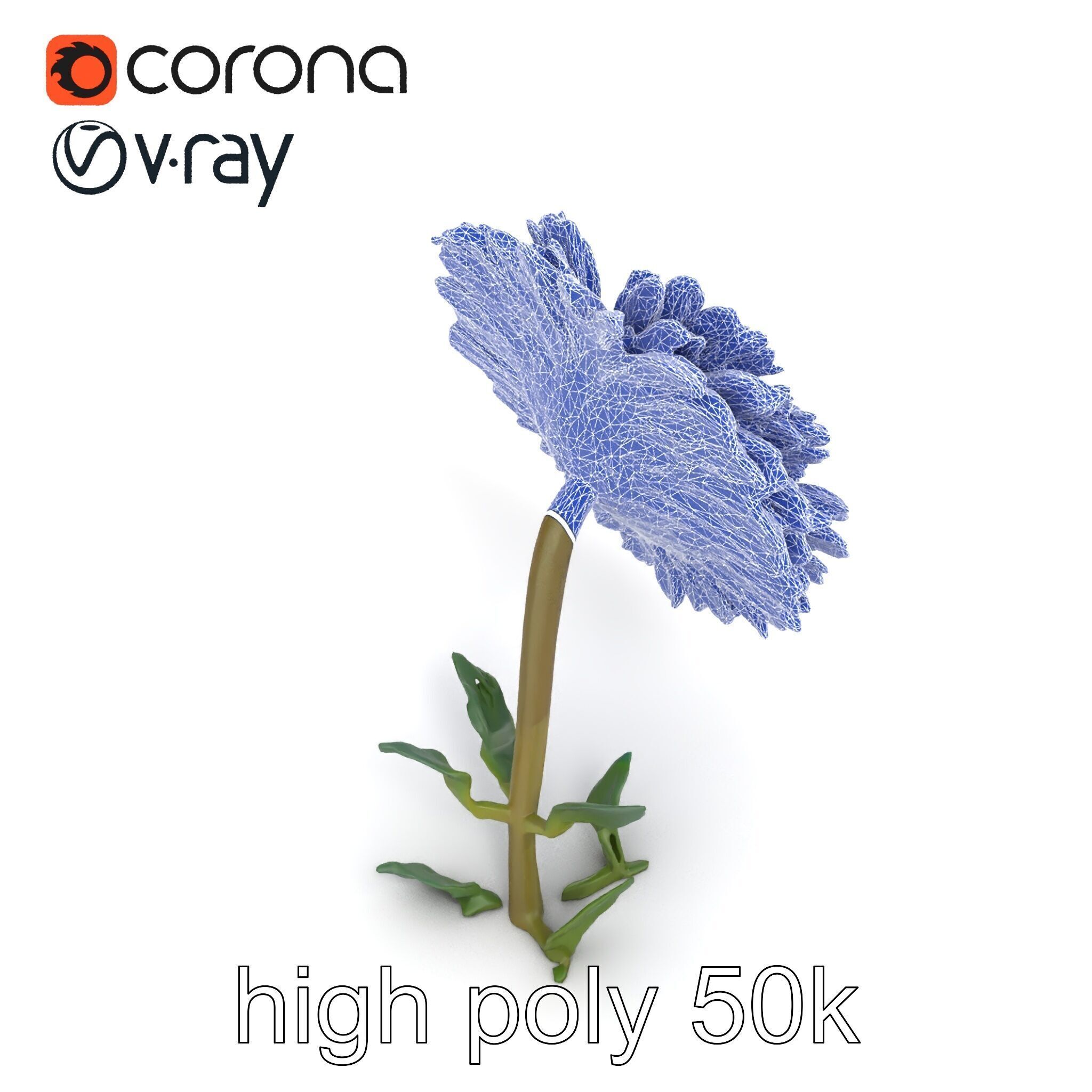 Leucanthemum Double Petals Flower Model Pack Low-poly 3D model_16
