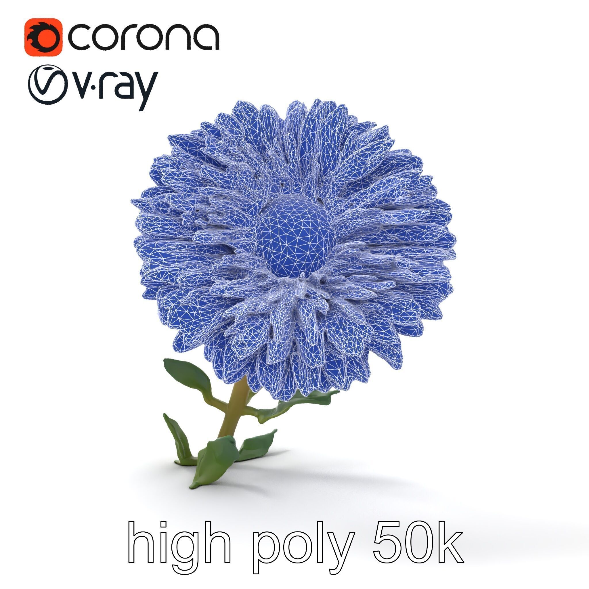 Leucanthemum Double Petals Flower Model Pack Low-poly 3D model_27