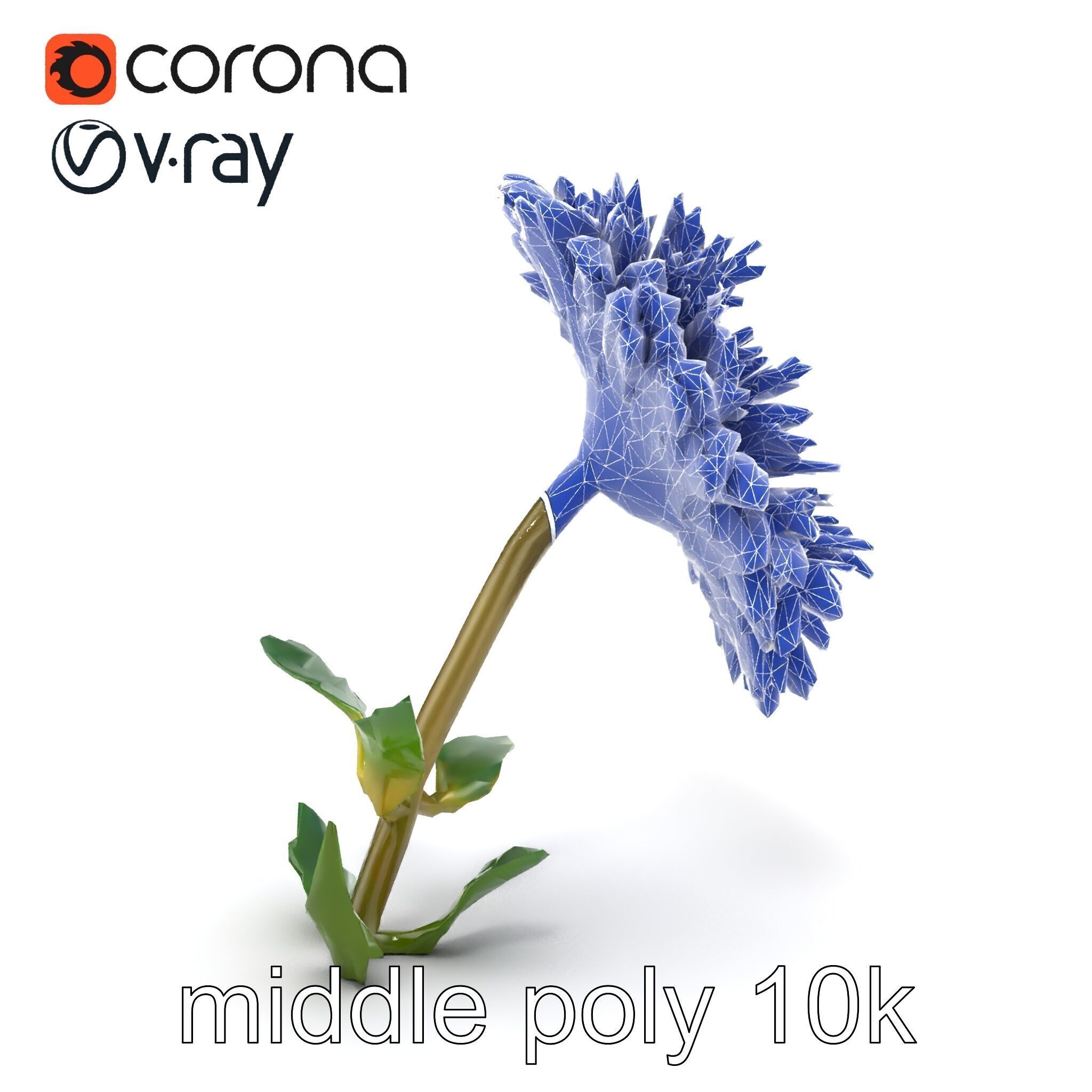 Leucanthemum Double Petals Flower Model Pack Low-poly 3D model_26