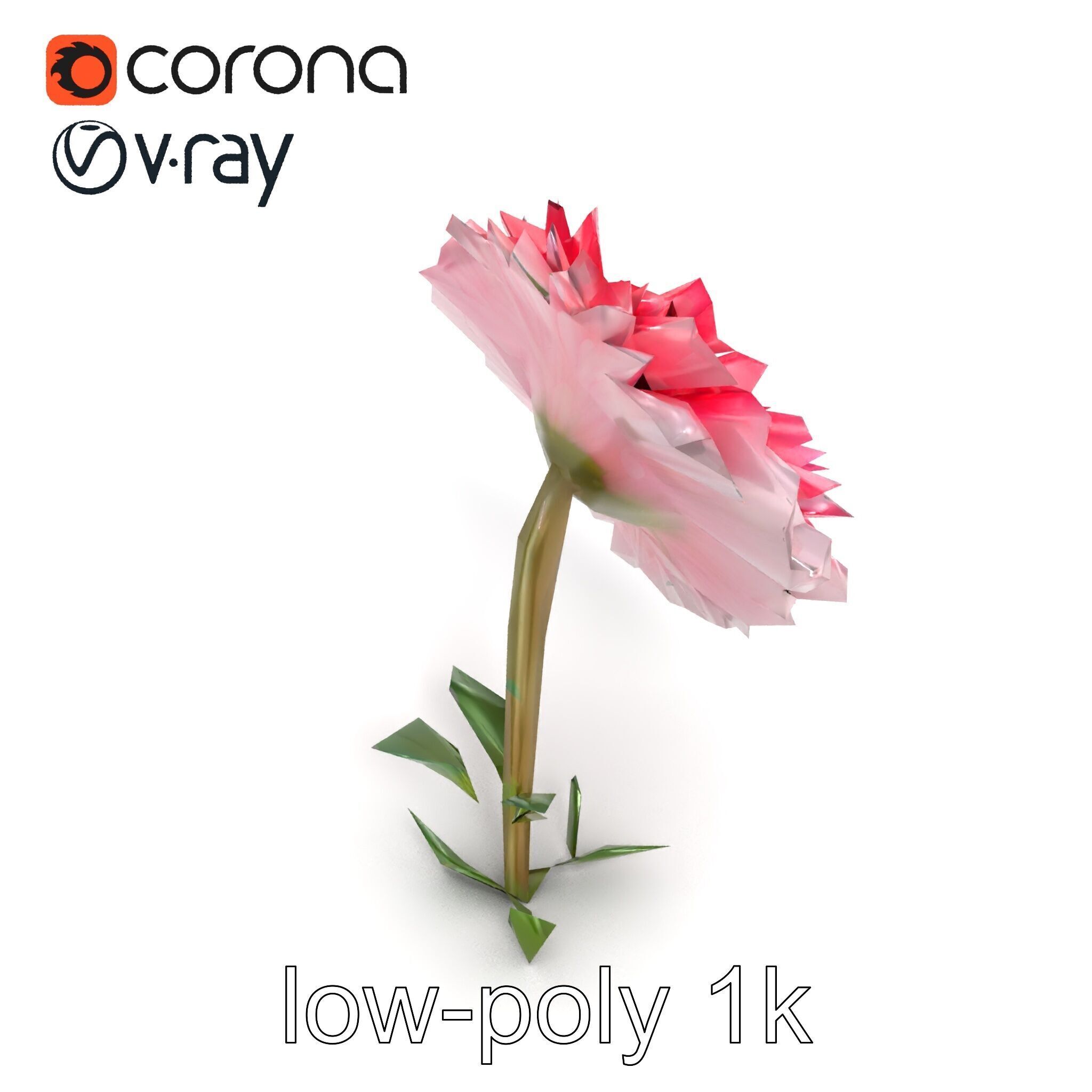 Leucanthemum Double Petals Flower Model Pack Low-poly 3D model_13