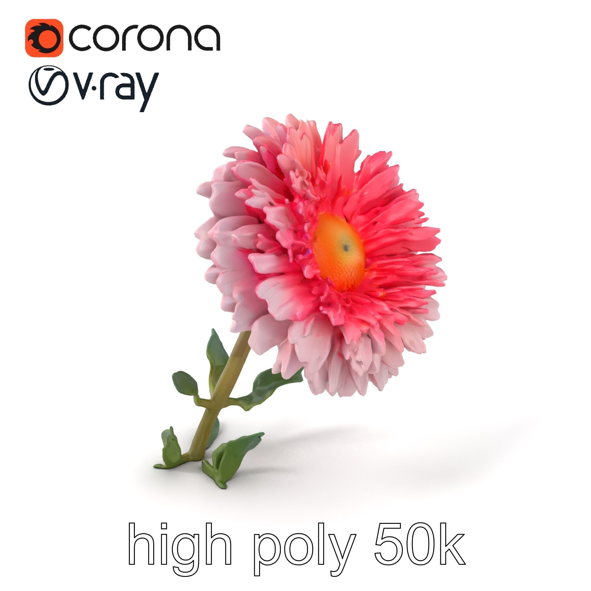 Leucanthemum Double Petals Flower Model Pack Low-poly 3D model_2