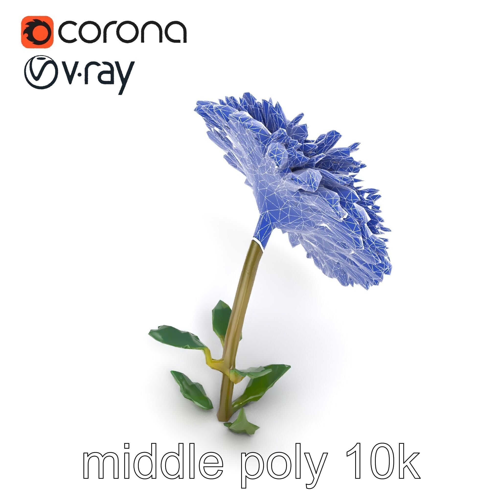 Leucanthemum Double Petals Flower Model Pack Low-poly 3D model_12