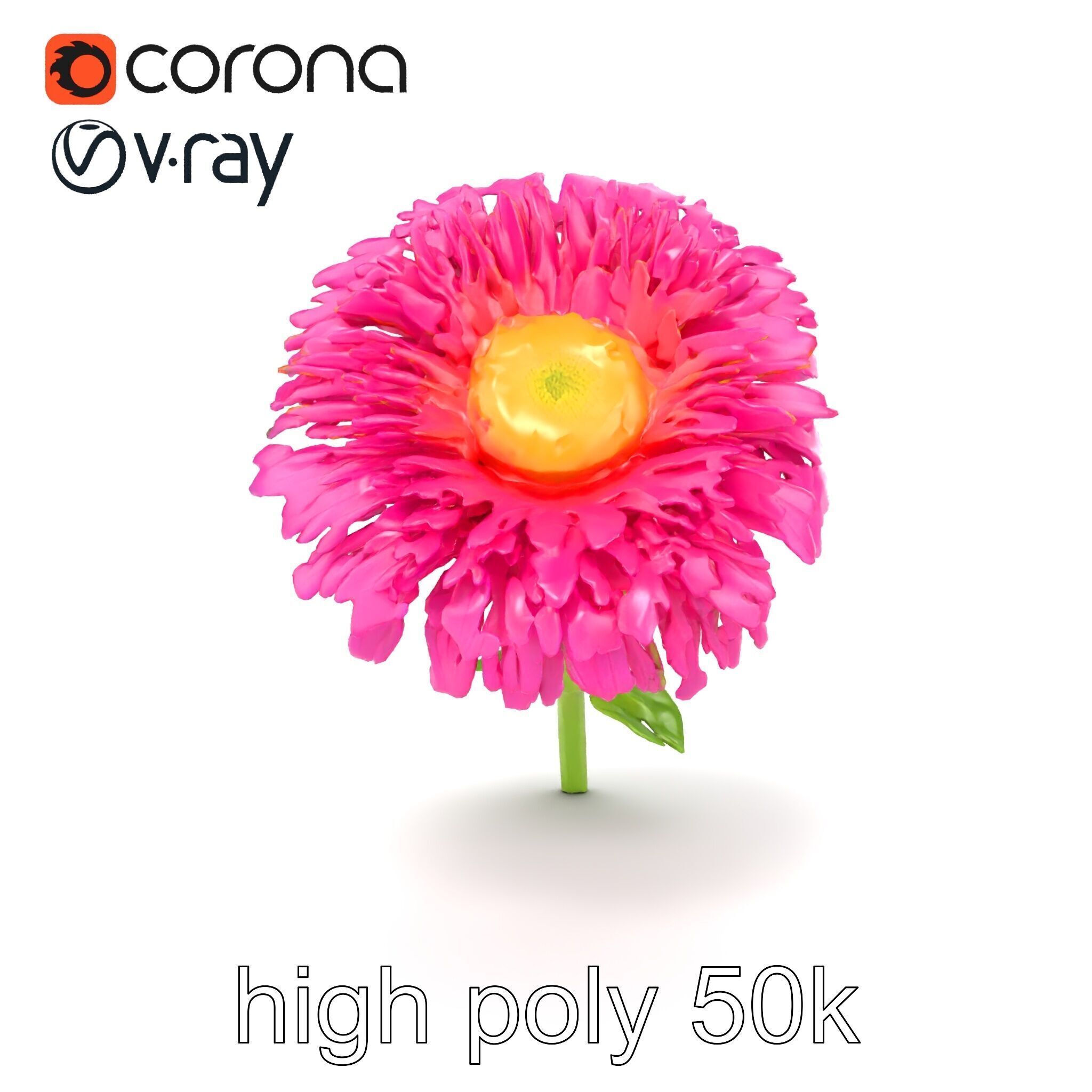 Leucanthemum Minor Flower Detailed Bloom model pack Low-poly 3D model_17