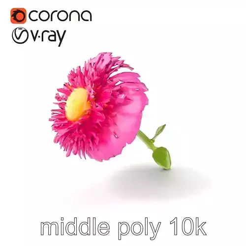 Leucanthemum Minor Flower Detailed Bloom model pack Low-poly 3D model