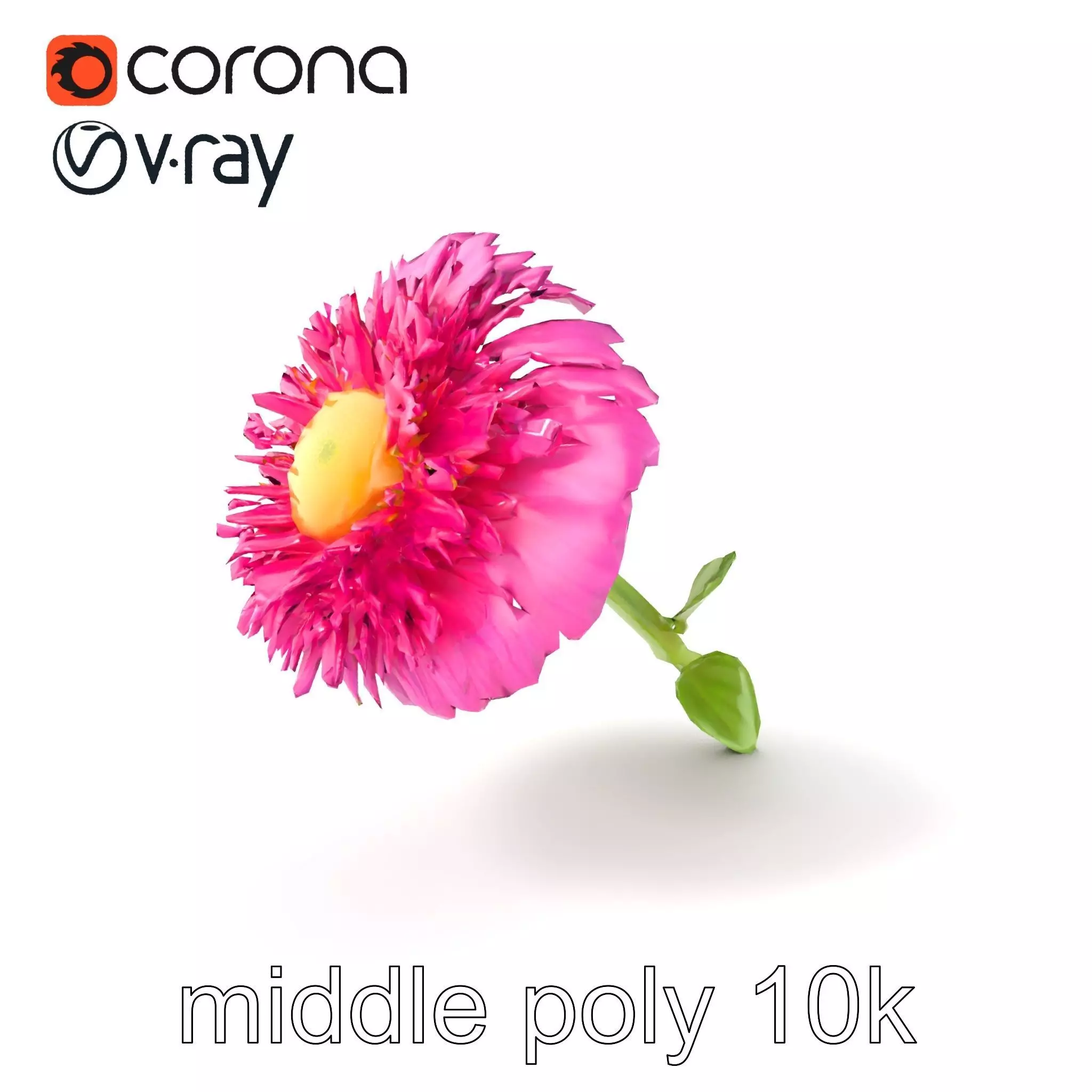 Leucanthemum Minor Flower Detailed Bloom model pack Low-poly 3D model_0