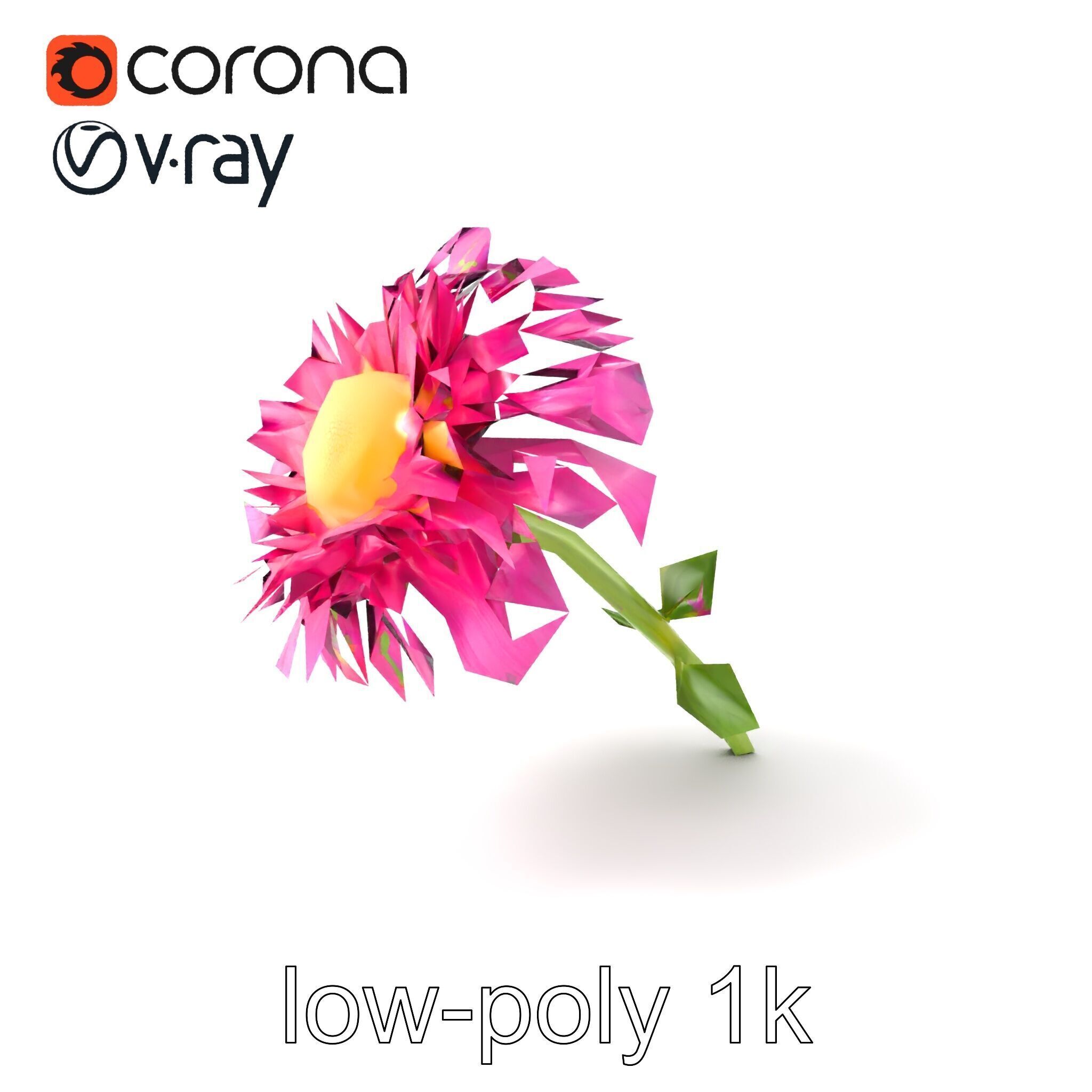 Leucanthemum Minor Flower Detailed Bloom model pack Low-poly 3D model_4