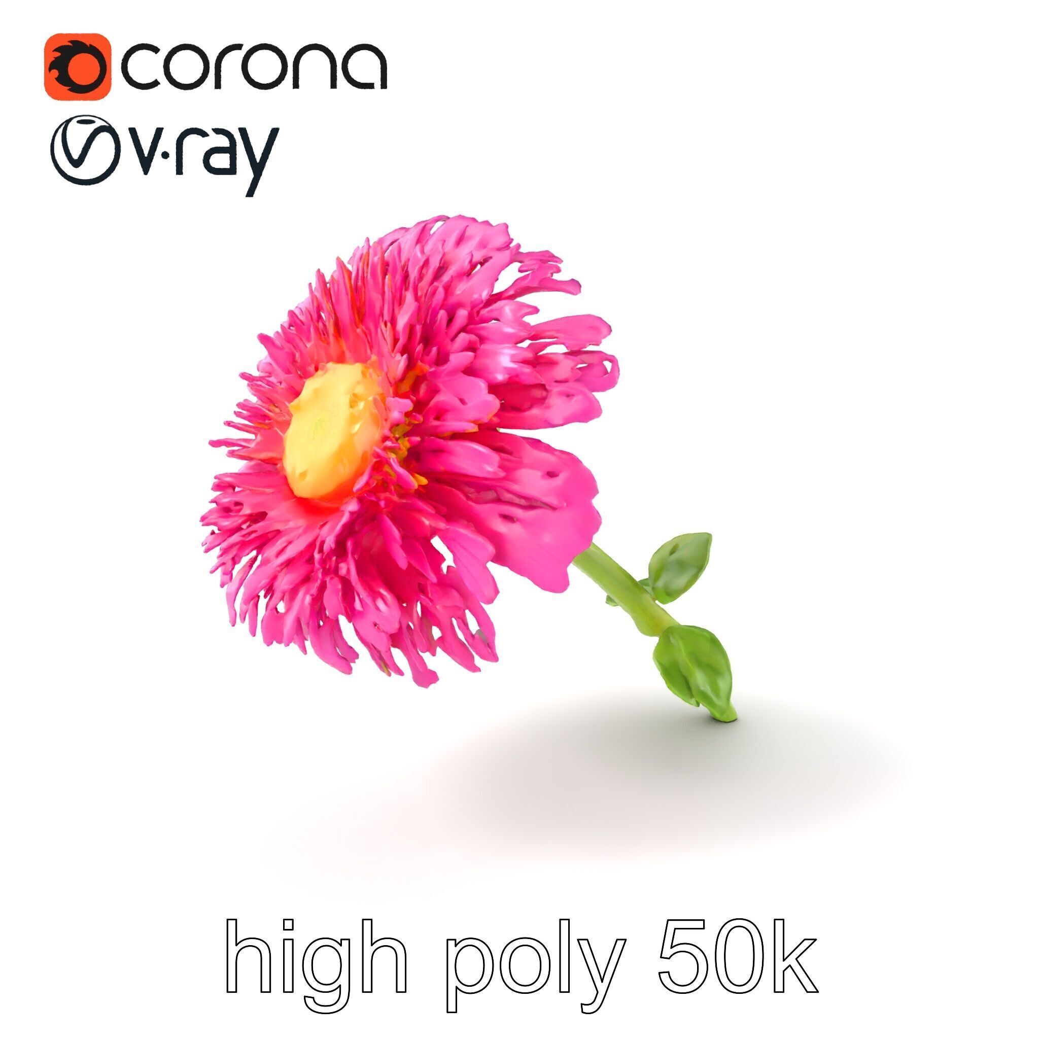 Leucanthemum Minor Flower Detailed Bloom model pack Low-poly 3D model_2