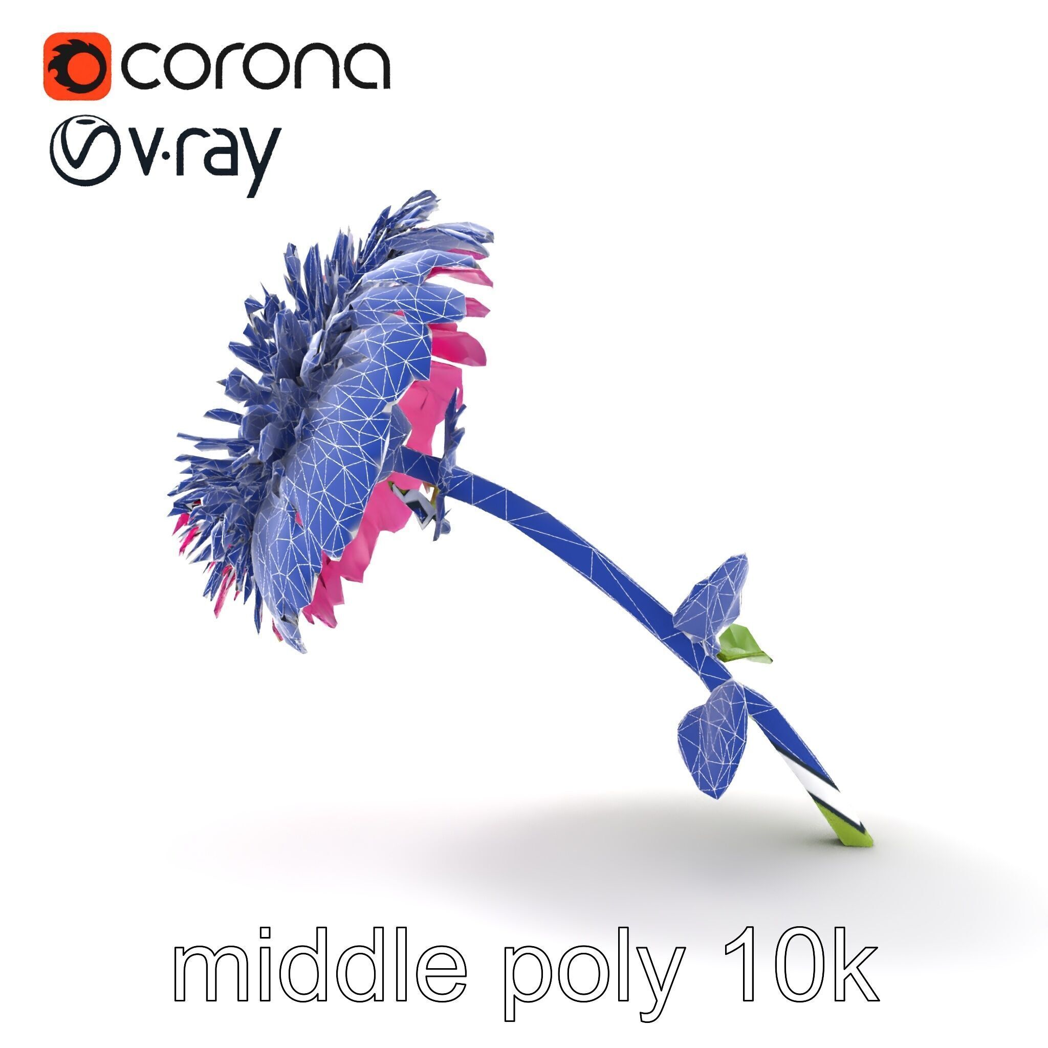 Leucanthemum Minor Flower Detailed Bloom model pack Low-poly 3D model_24