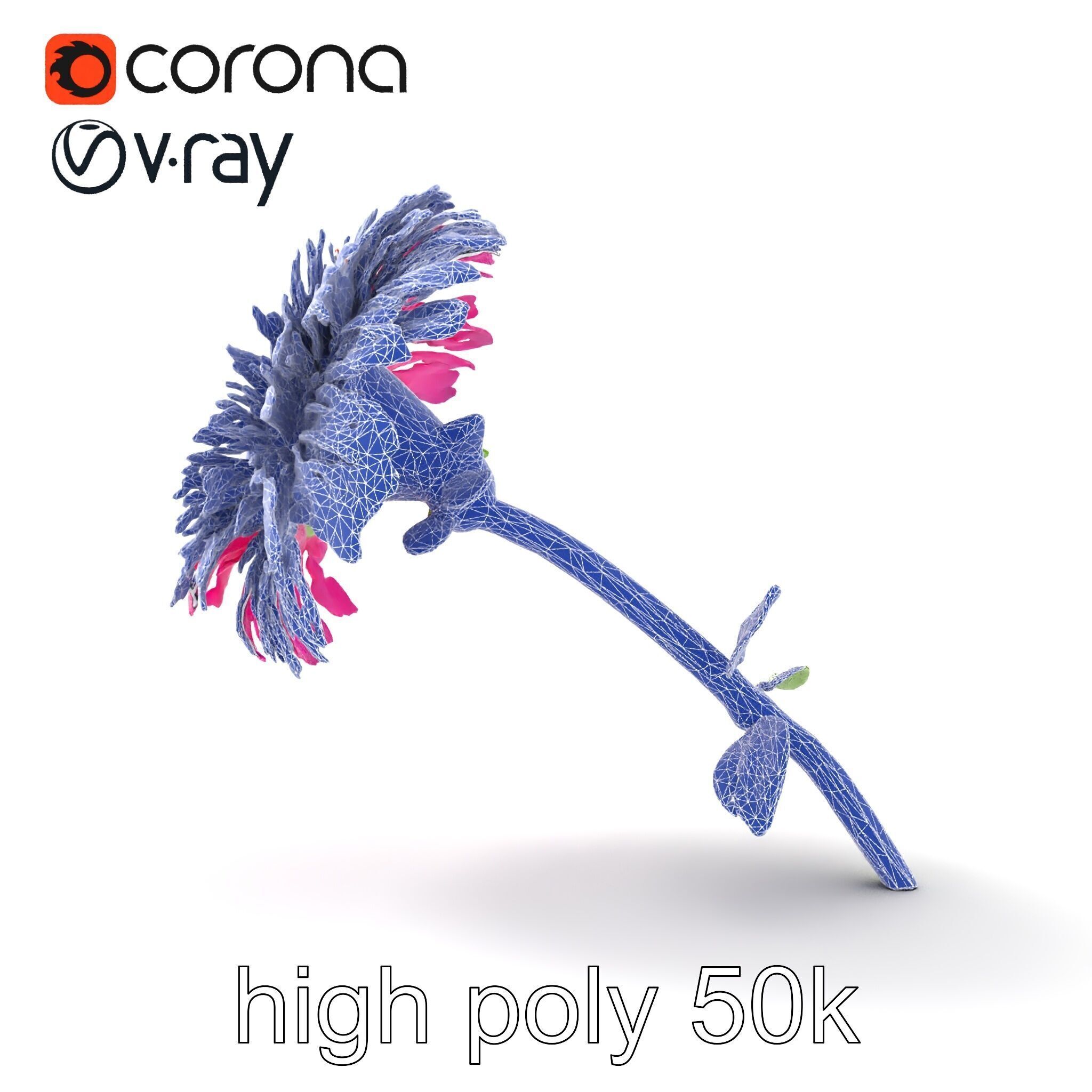 Leucanthemum Minor Flower Detailed Bloom model pack Low-poly 3D model_29