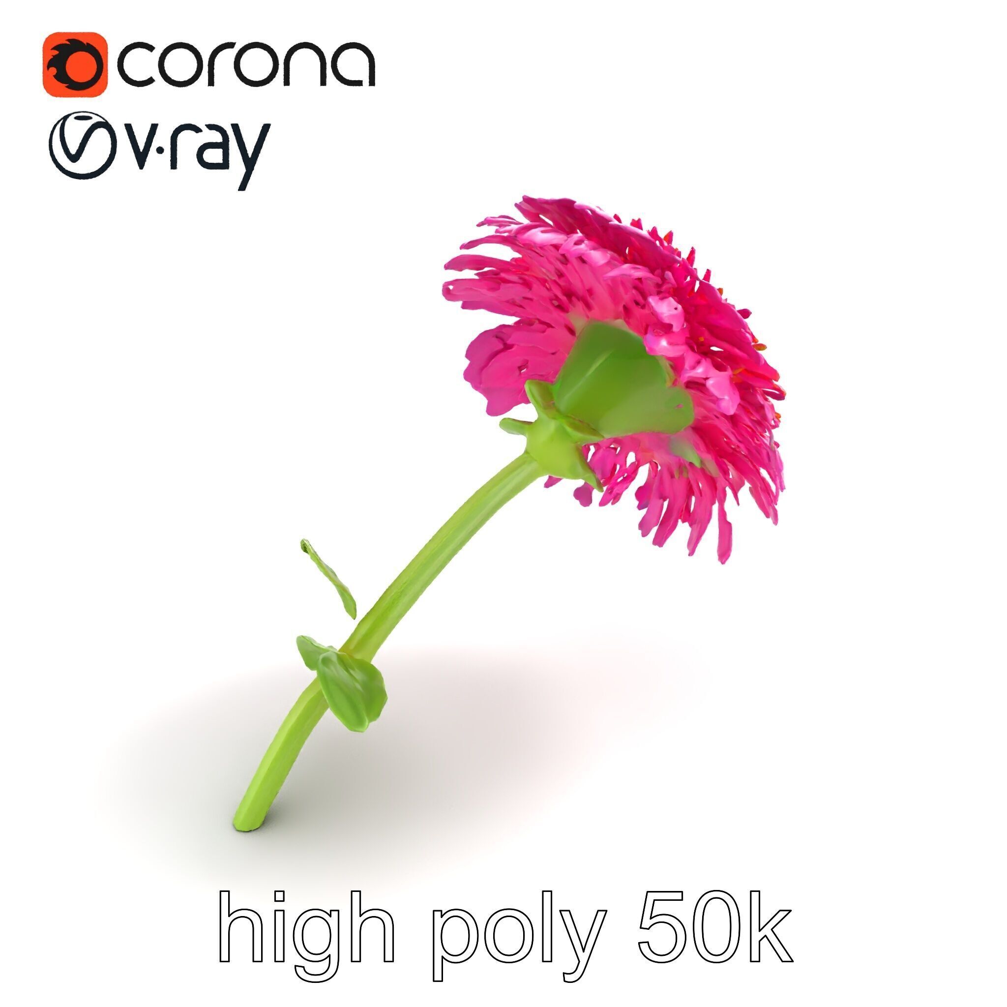 Leucanthemum Minor Flower Detailed Bloom model pack Low-poly 3D model_9