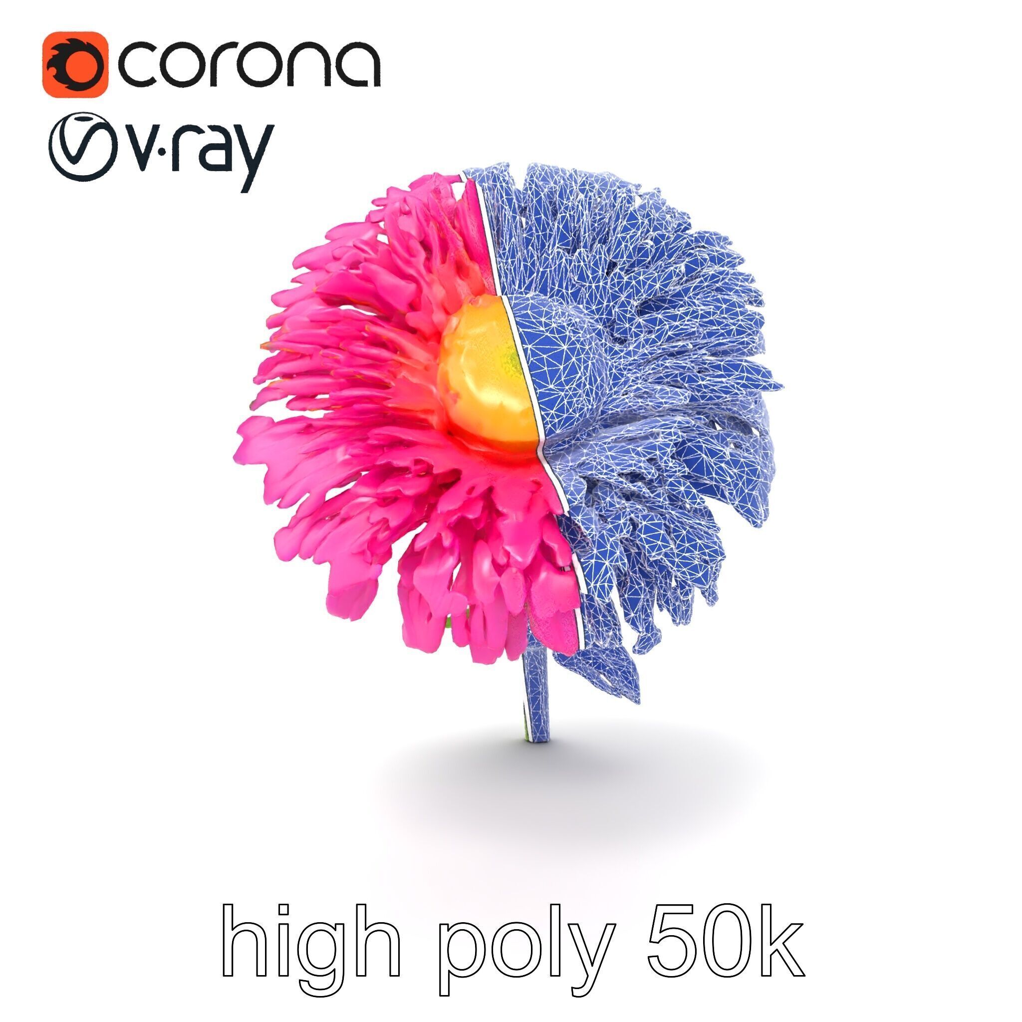 Leucanthemum Minor Flower Detailed Bloom model pack Low-poly 3D model_28