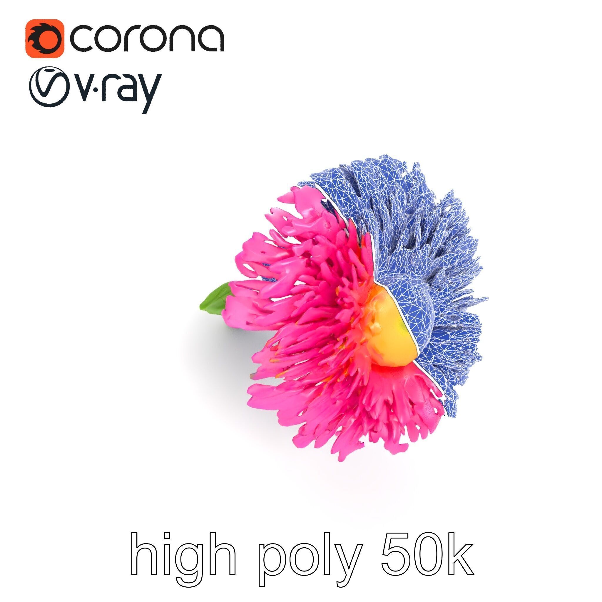 Leucanthemum Minor Flower Detailed Bloom model pack Low-poly 3D model_25