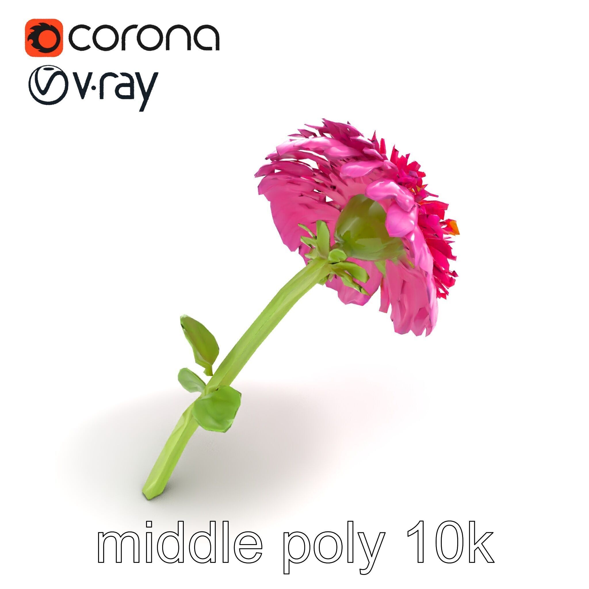 Leucanthemum Minor Flower Detailed Bloom model pack Low-poly 3D model_7