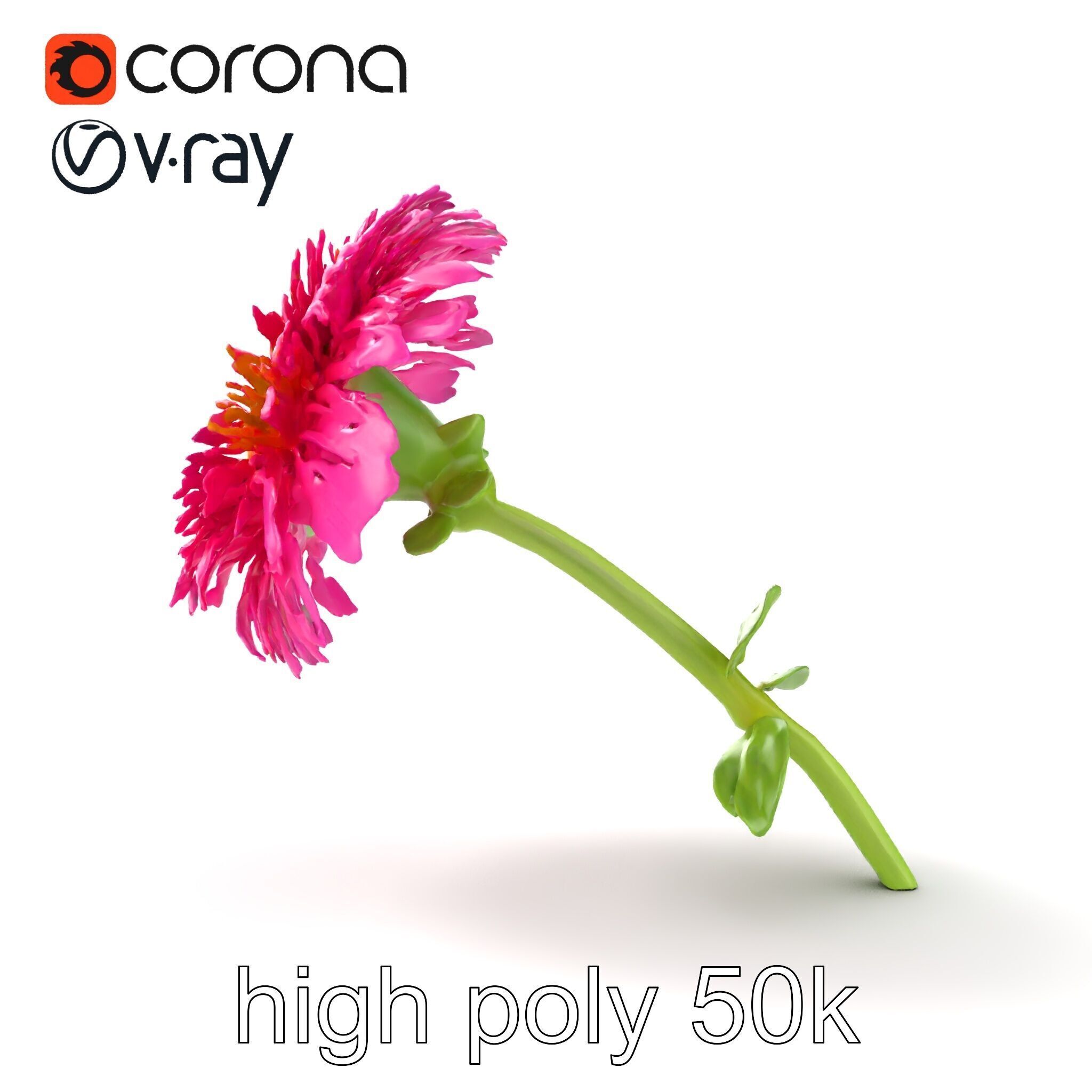 Leucanthemum Minor Flower Detailed Bloom model pack Low-poly 3D model_30