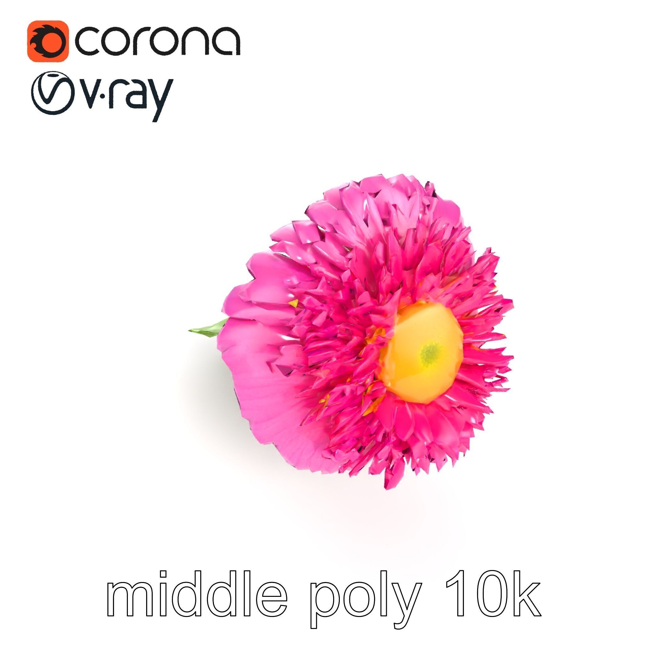 Leucanthemum Minor Flower Detailed Bloom model pack Low-poly 3D model_26