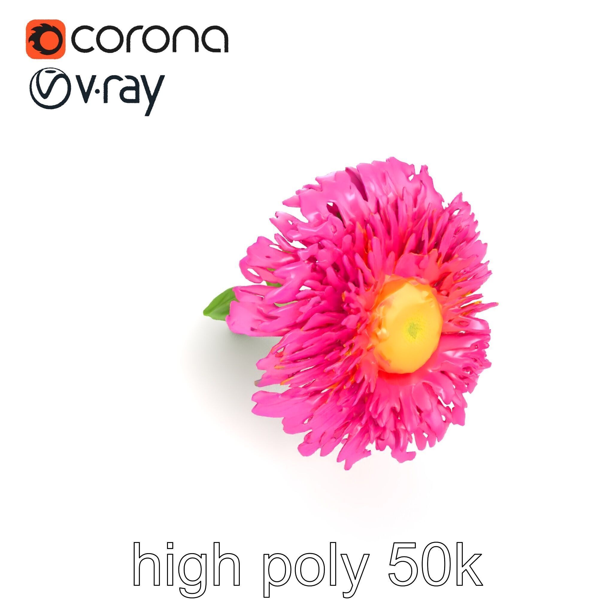 Leucanthemum Minor Flower Detailed Bloom model pack Low-poly 3D model_11