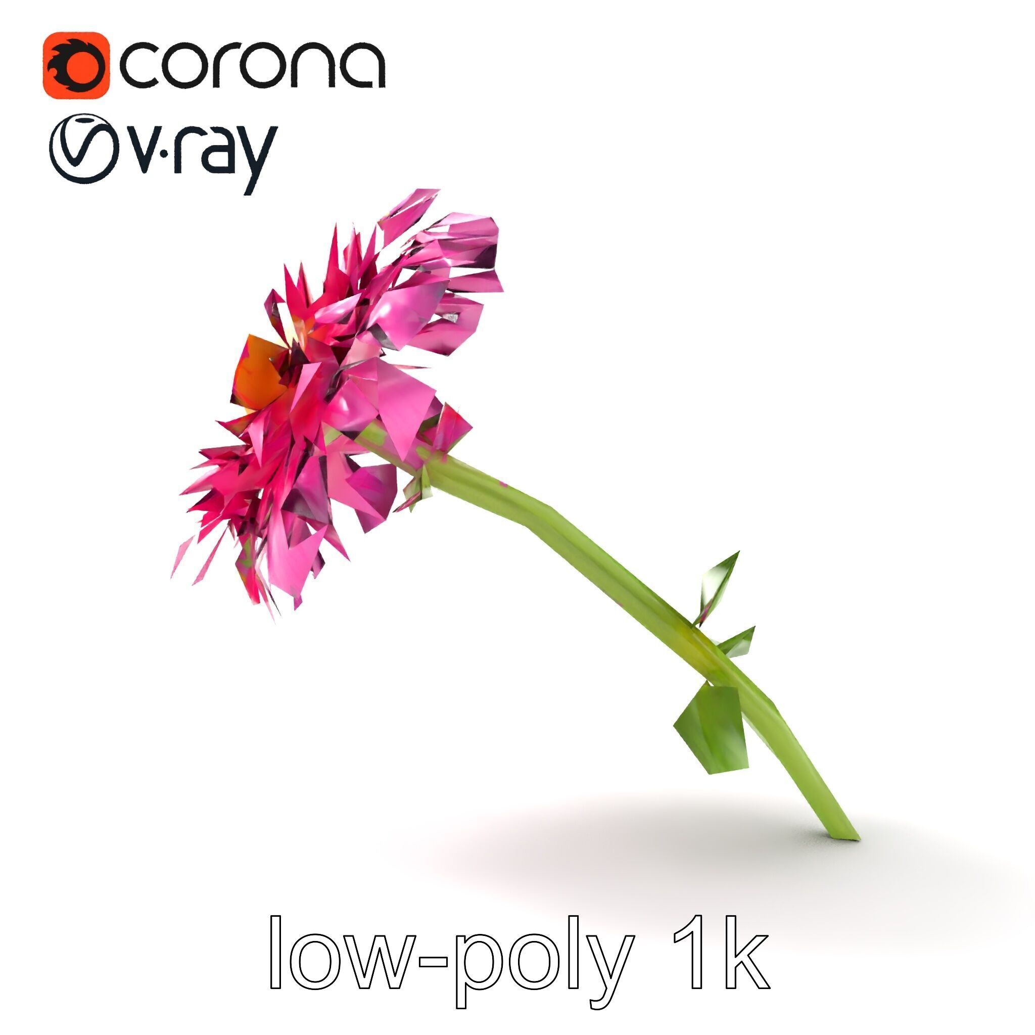 Leucanthemum Minor Flower Detailed Bloom model pack Low-poly 3D model_19