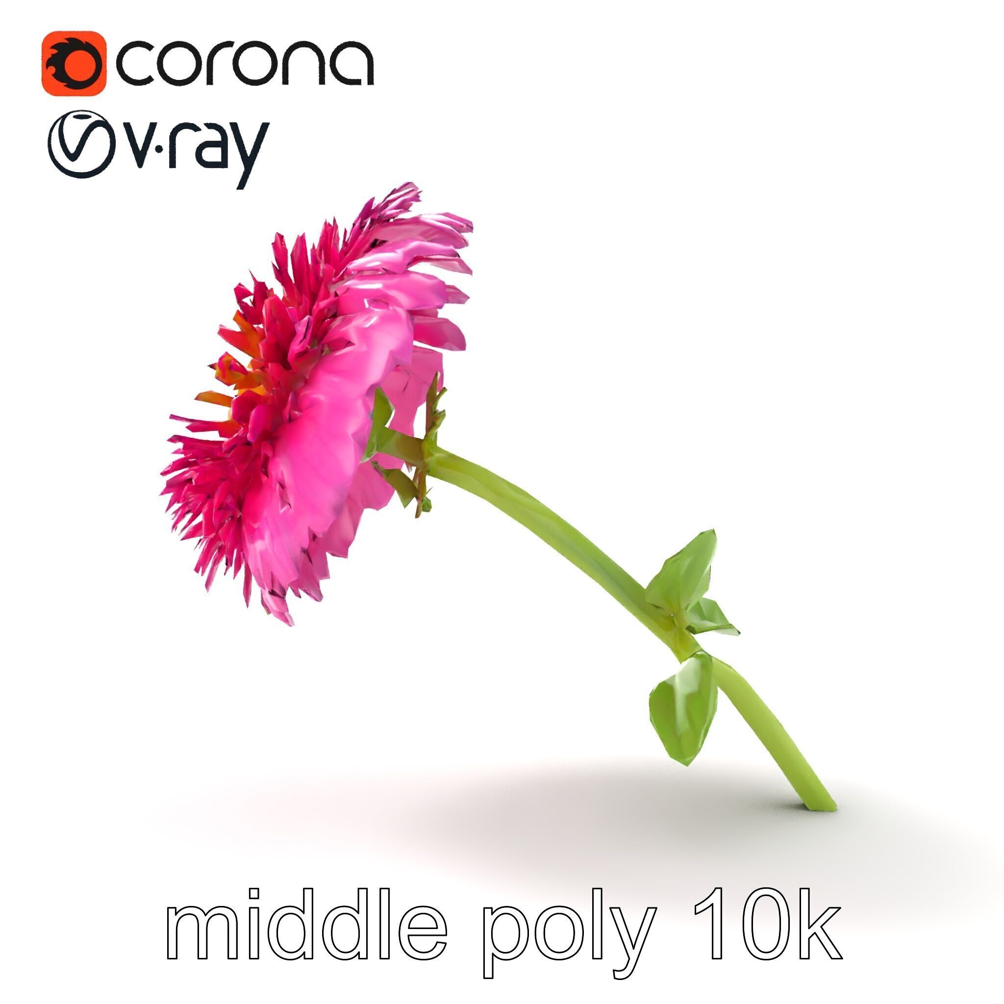 Leucanthemum Minor Flower Detailed Bloom model pack Low-poly 3D model_14