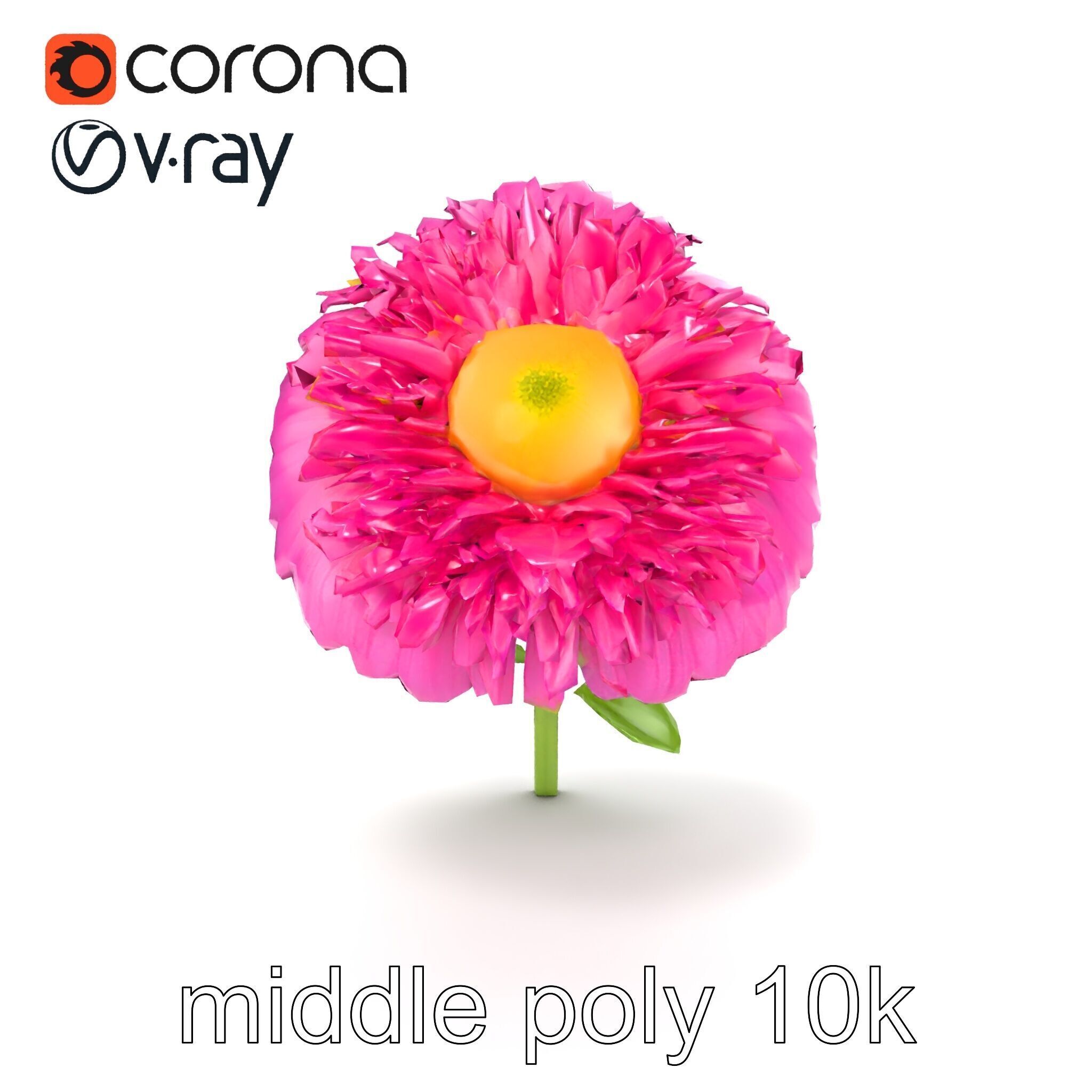 Leucanthemum Minor Flower Detailed Bloom model pack Low-poly 3D model_23