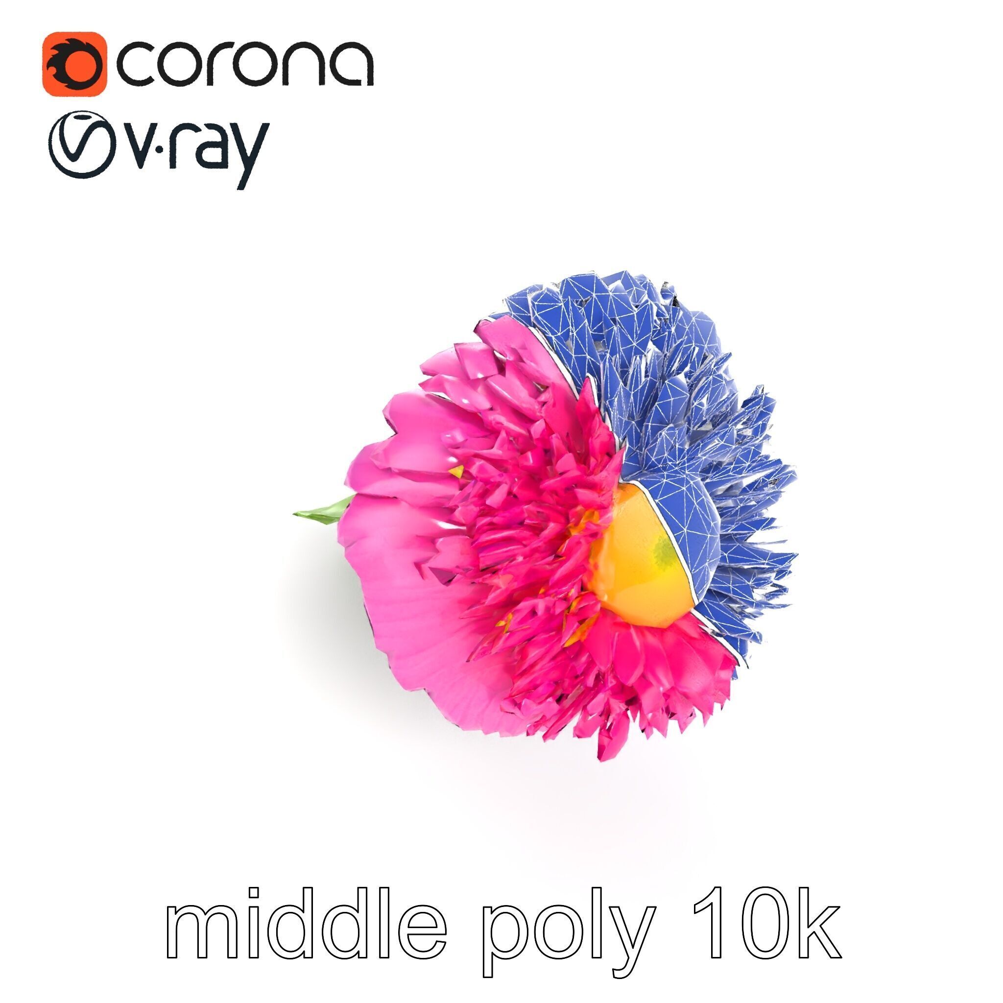 Leucanthemum Minor Flower Detailed Bloom model pack Low-poly 3D model_21